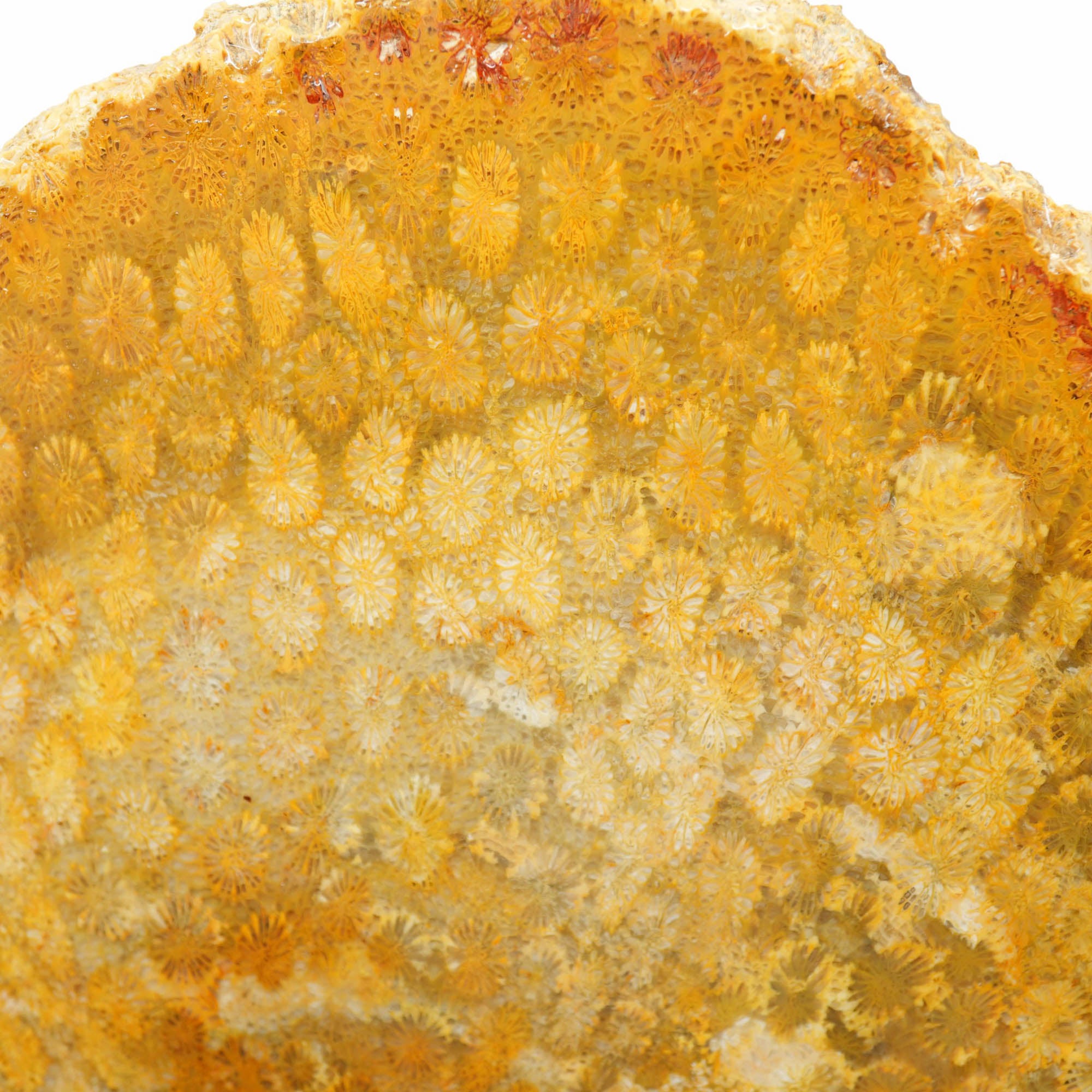 Indonesian Fossil Coral Slab – Butterscotch Flowers Starburst Pattern #3986-Photo2