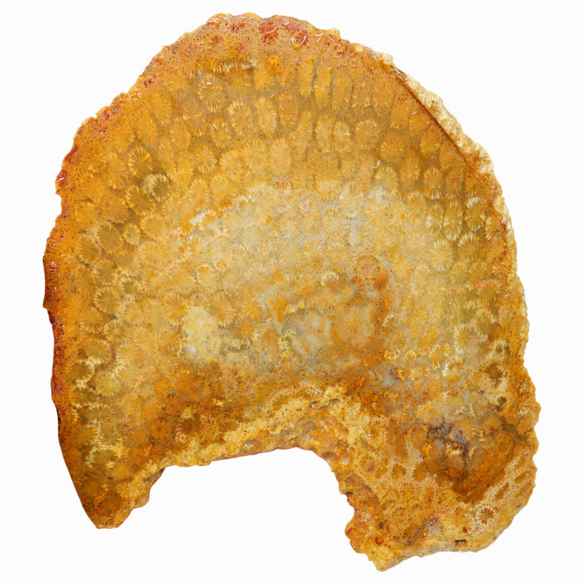 Indonesian Fossil Coral Slab – Butterscotch Flowers Starburst Pattern #3986-Photo4