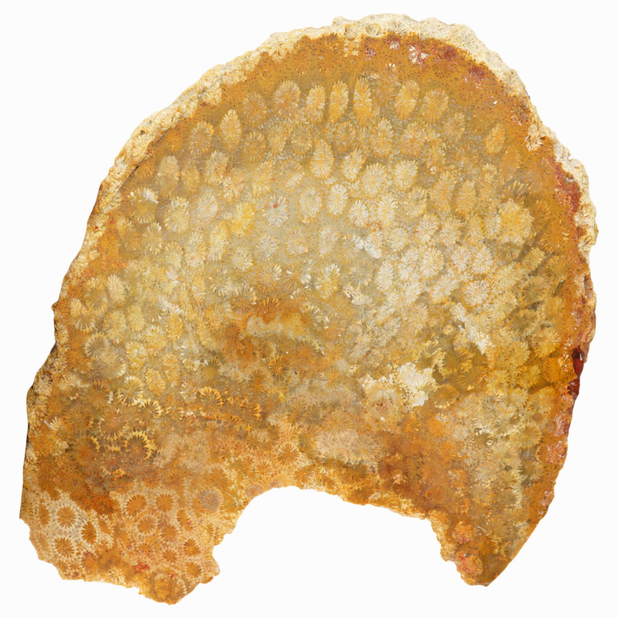 Indonesian Fossil Coral Slab Dry – Butterscotch Flowers Starburst Pattern #3986-Photo5