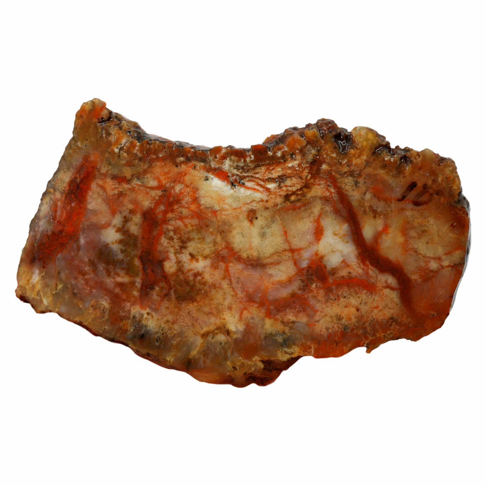 Coprolite Slab - Creamy Blood Red Streaks - Morrison Formation