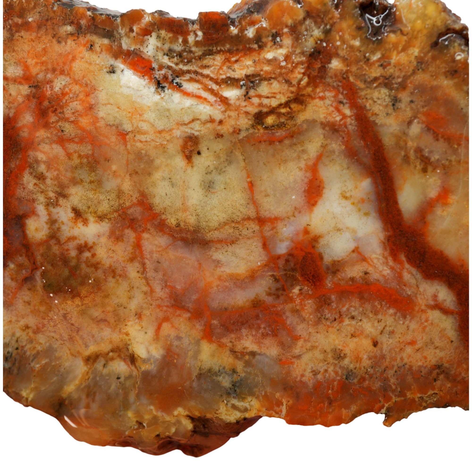 Coprolite Slab - Creamy Pattern Blood Red Streaks Morrison Formation #3995-Photo2