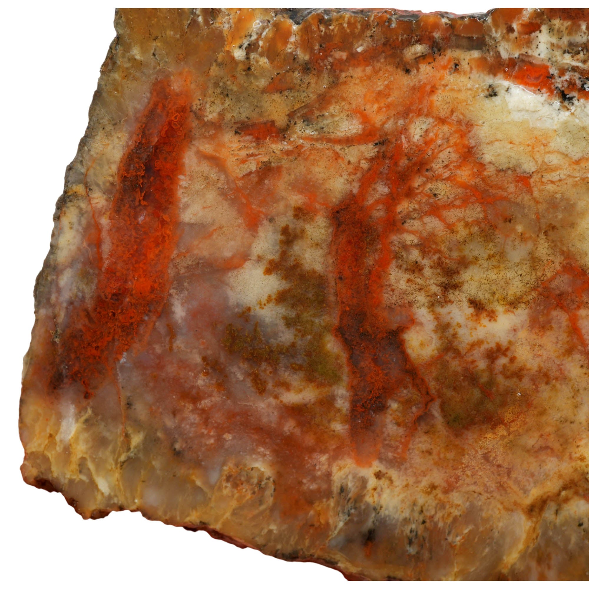 Coprolite Slab - Creamy Pattern Blood Red Streaks Morrison Formation #3995-Photo3