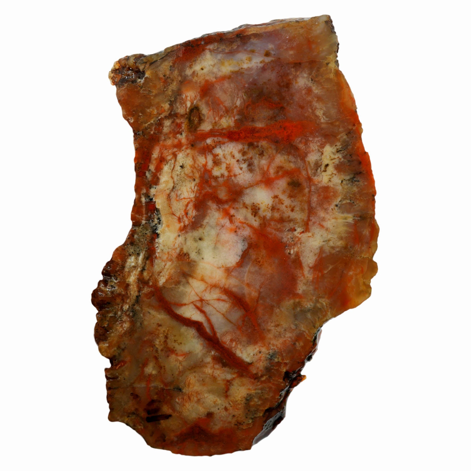 Coprolite Slab - Creamy Pattern Blood Red Streaks Morrison Formation #3995-Photo4