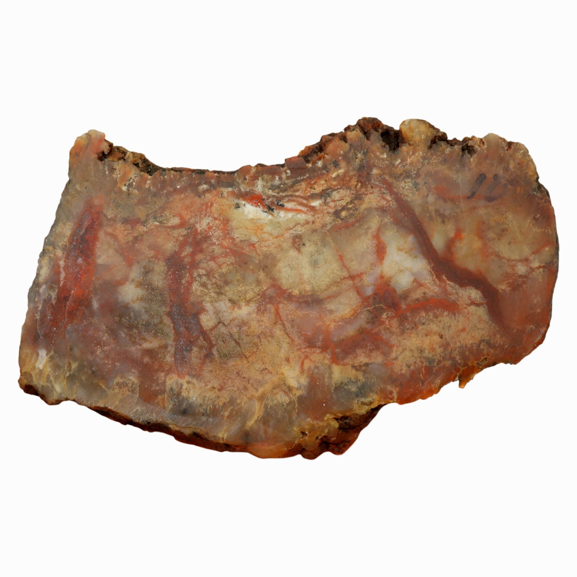 Coprolite Slab Dry - Creamy Pattern Blood Red Streaks Morrison Formation #3995-Photo5