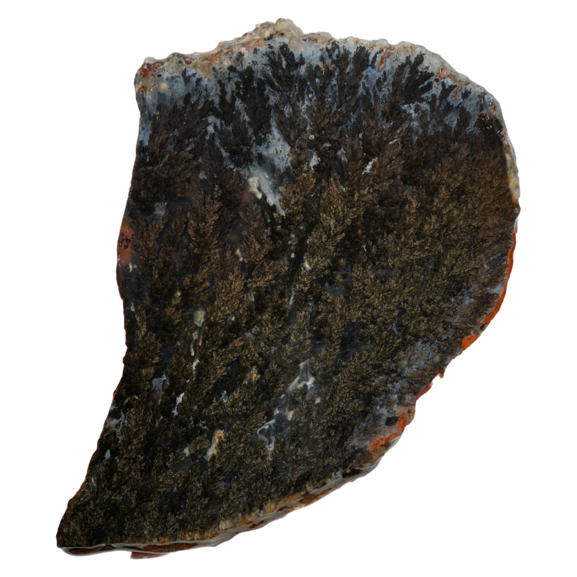 Black Marcasite Plume Agate Slab – Dense Plumes Blue Contrast #3998-Photo3