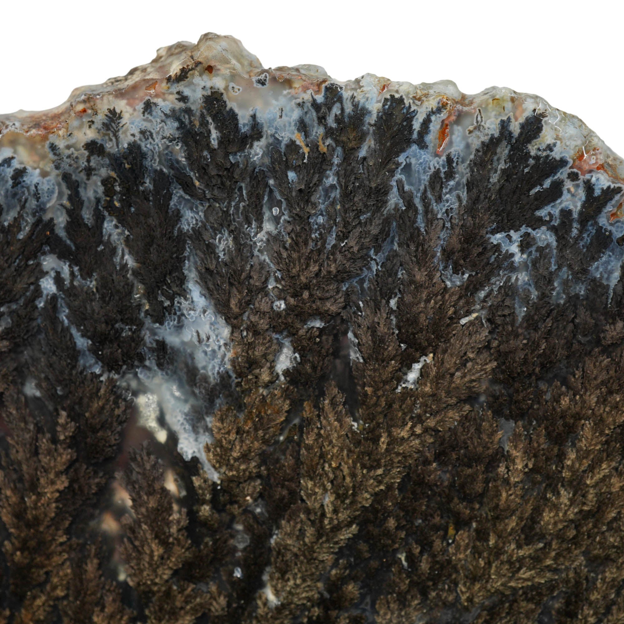 Black Marcasite Plume Agate Slab – Dense Plumes Blue Contrast #3998-Photo2