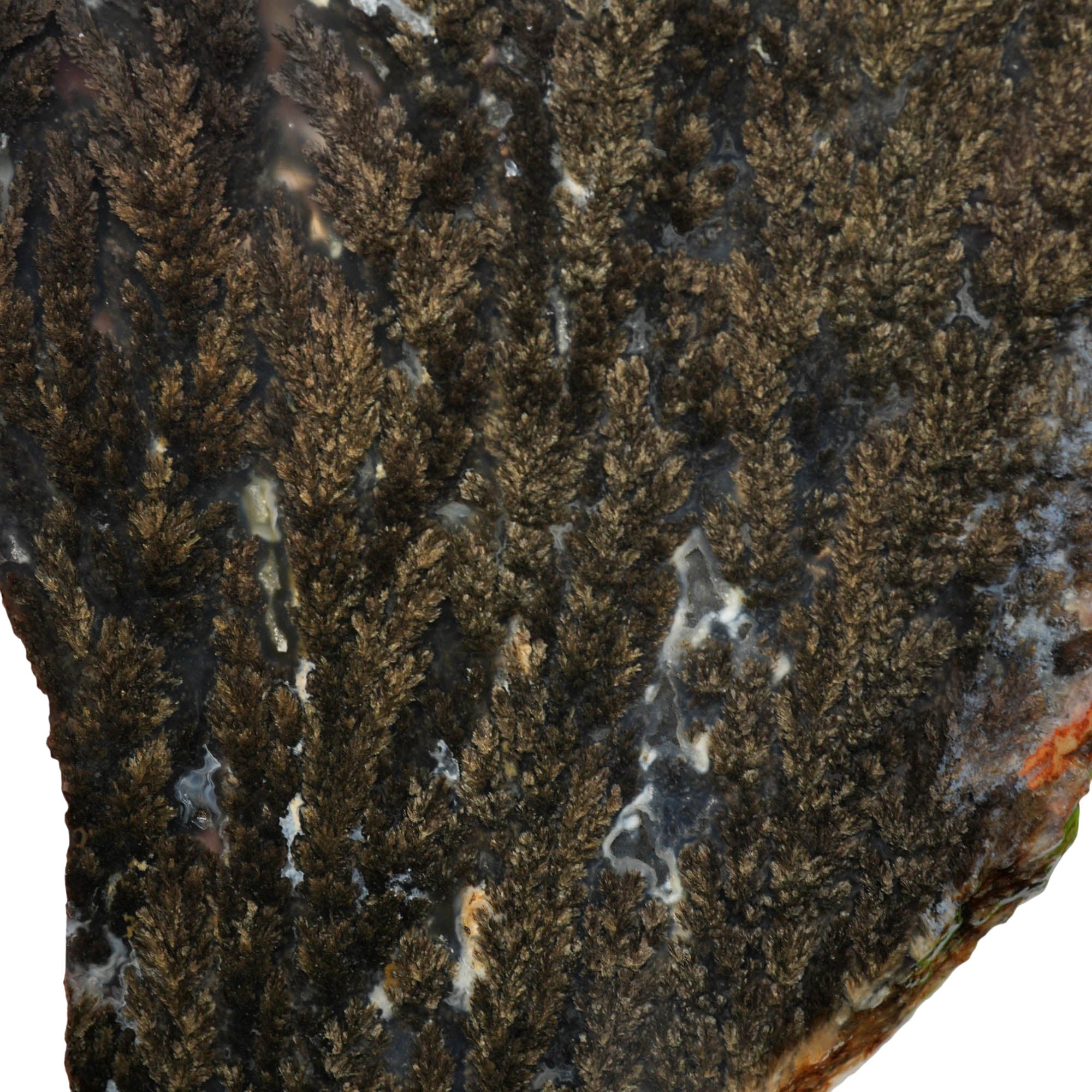 Black Marcasite Plume Agate Slab – Dense Plumes Blue Contrast #3998-Photo4