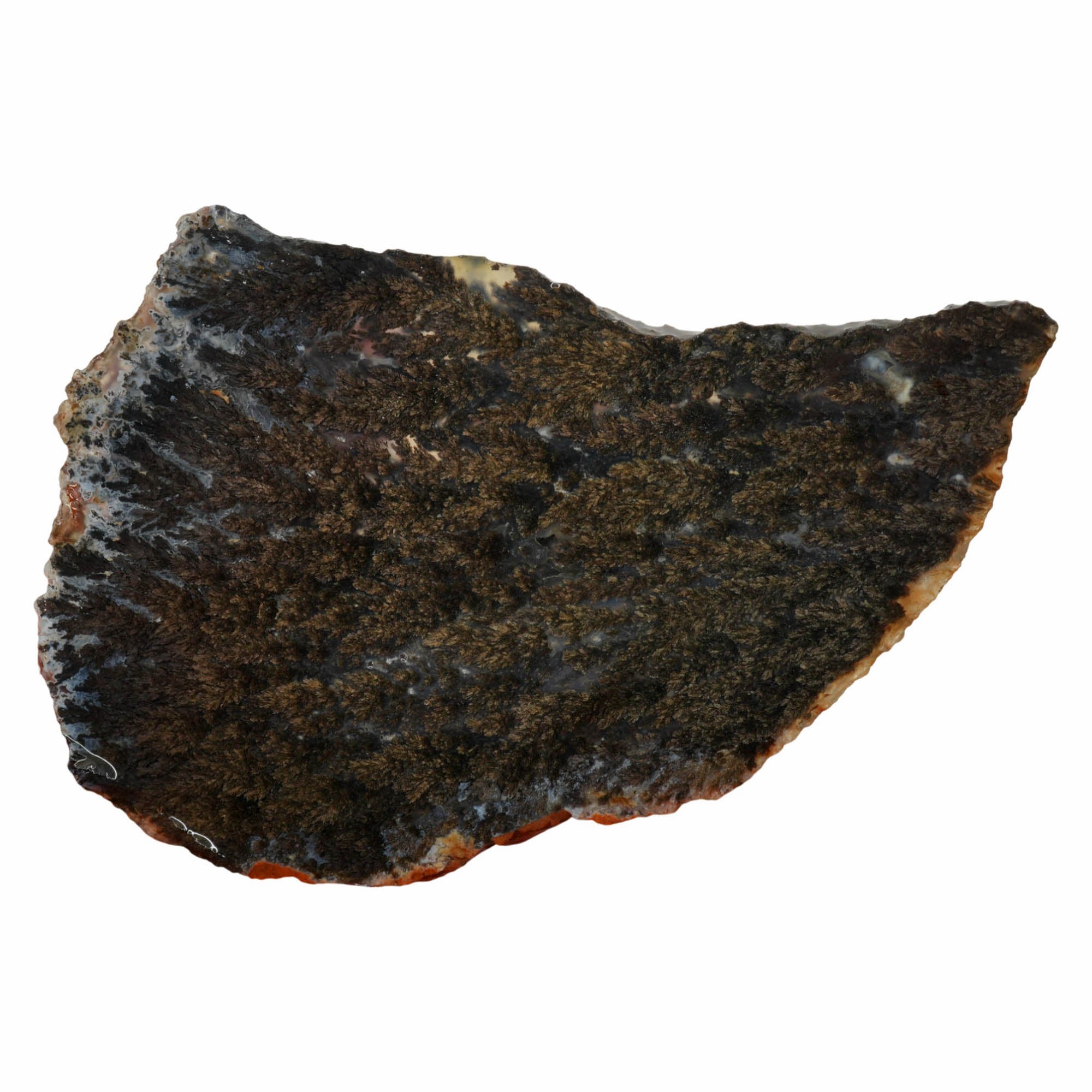 Black Marcasite Plume Agate Slab – Dense Plumes Blue Contrast #3998-Photo5