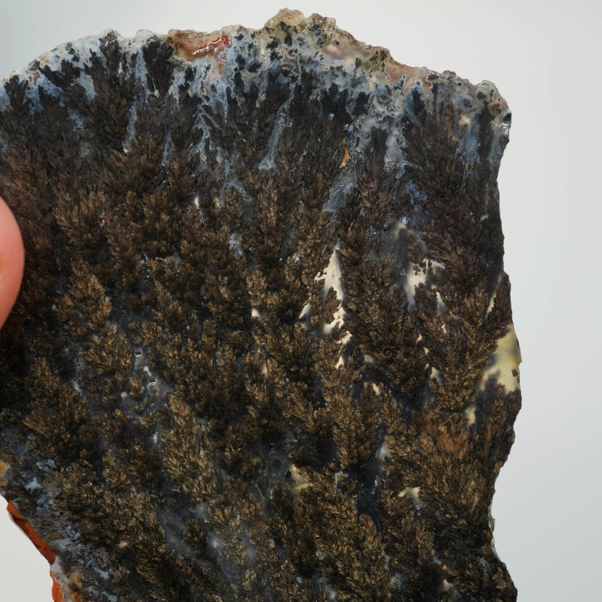 Black Marcasite Plume Agate Slab – Dense Plumes Blue Contrast #3998-Photo6