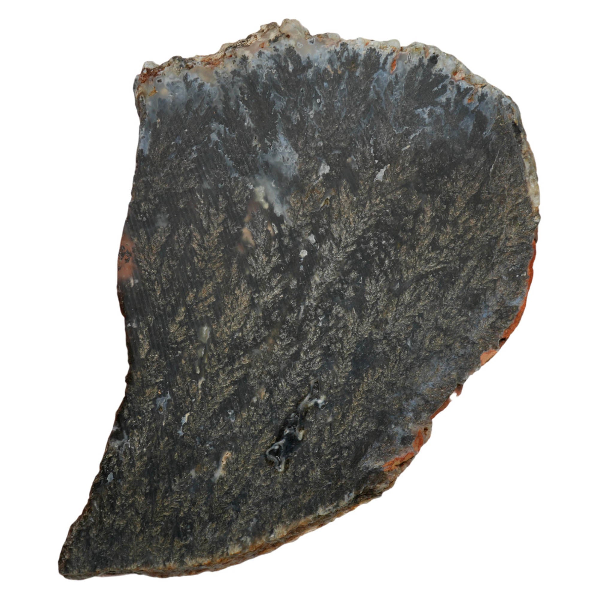 Black Marcasite Plume Agate Slab Dry – Dense Plumes Blue Contrast #3998-Photo7