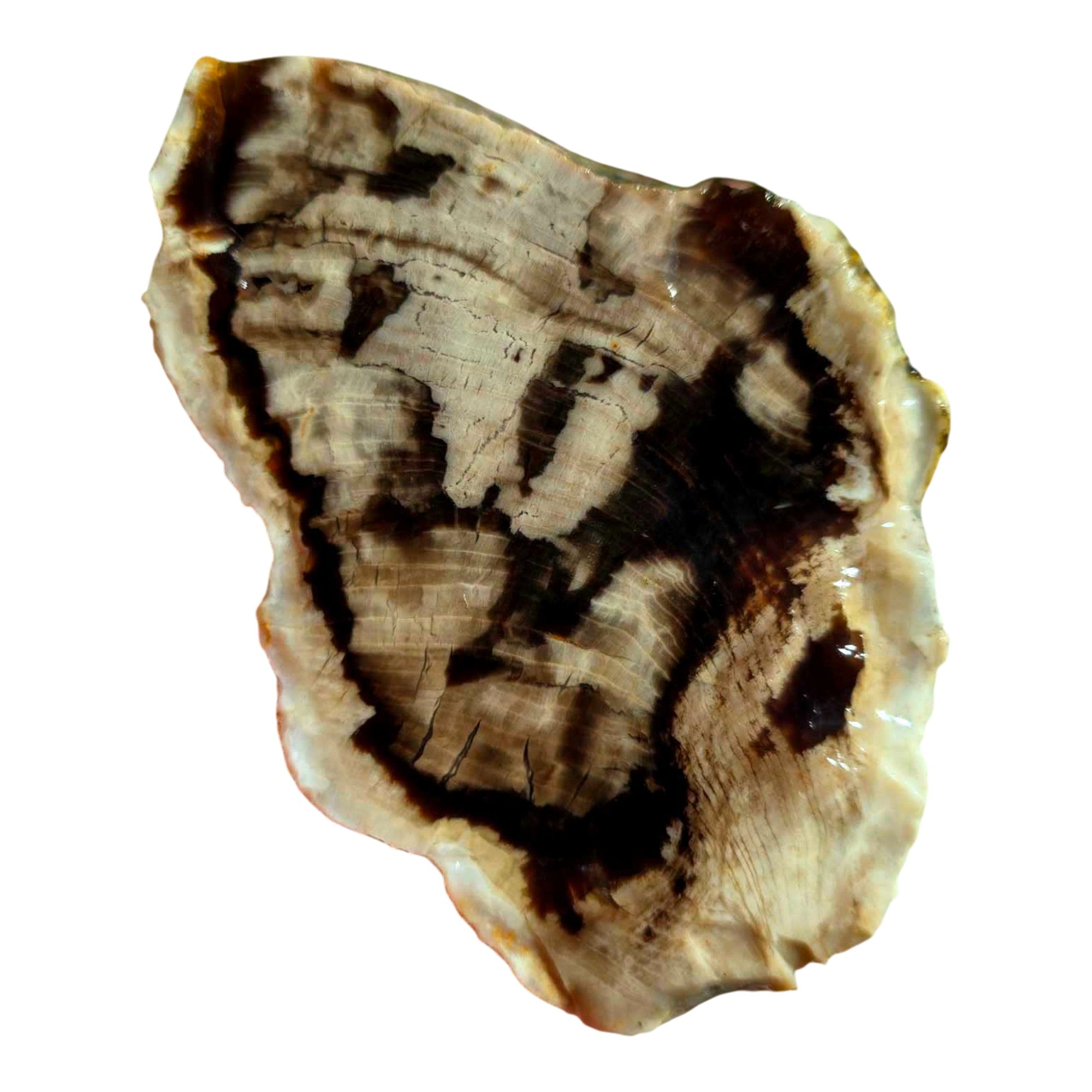 Pacific Northwest Petrified Wood Random Pull Saddle Mountain Specimen #8568411783402-3