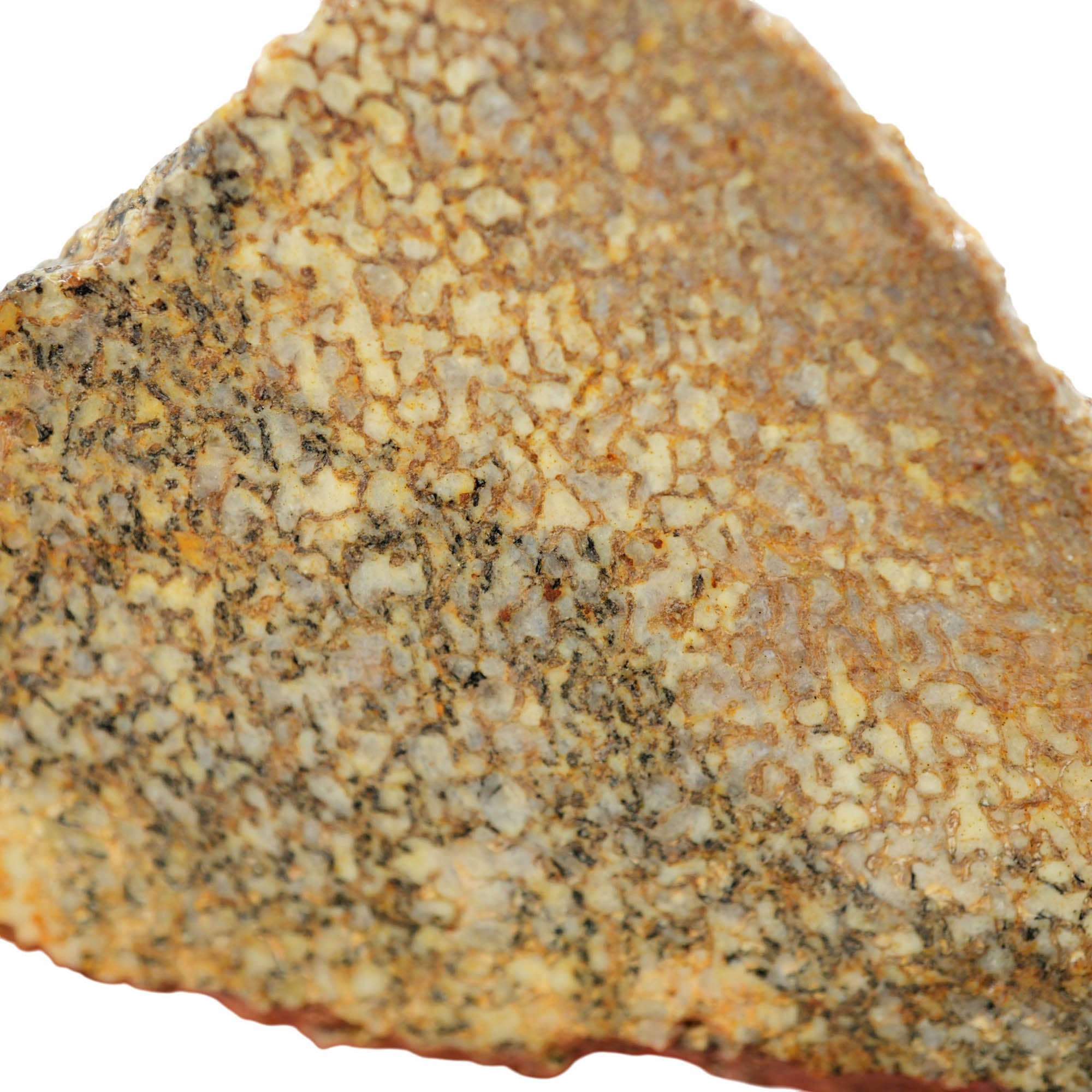 Gem Dinosaur Bone Slab - Well-Defined Cell Pattern Lighter Complexion #4016-2