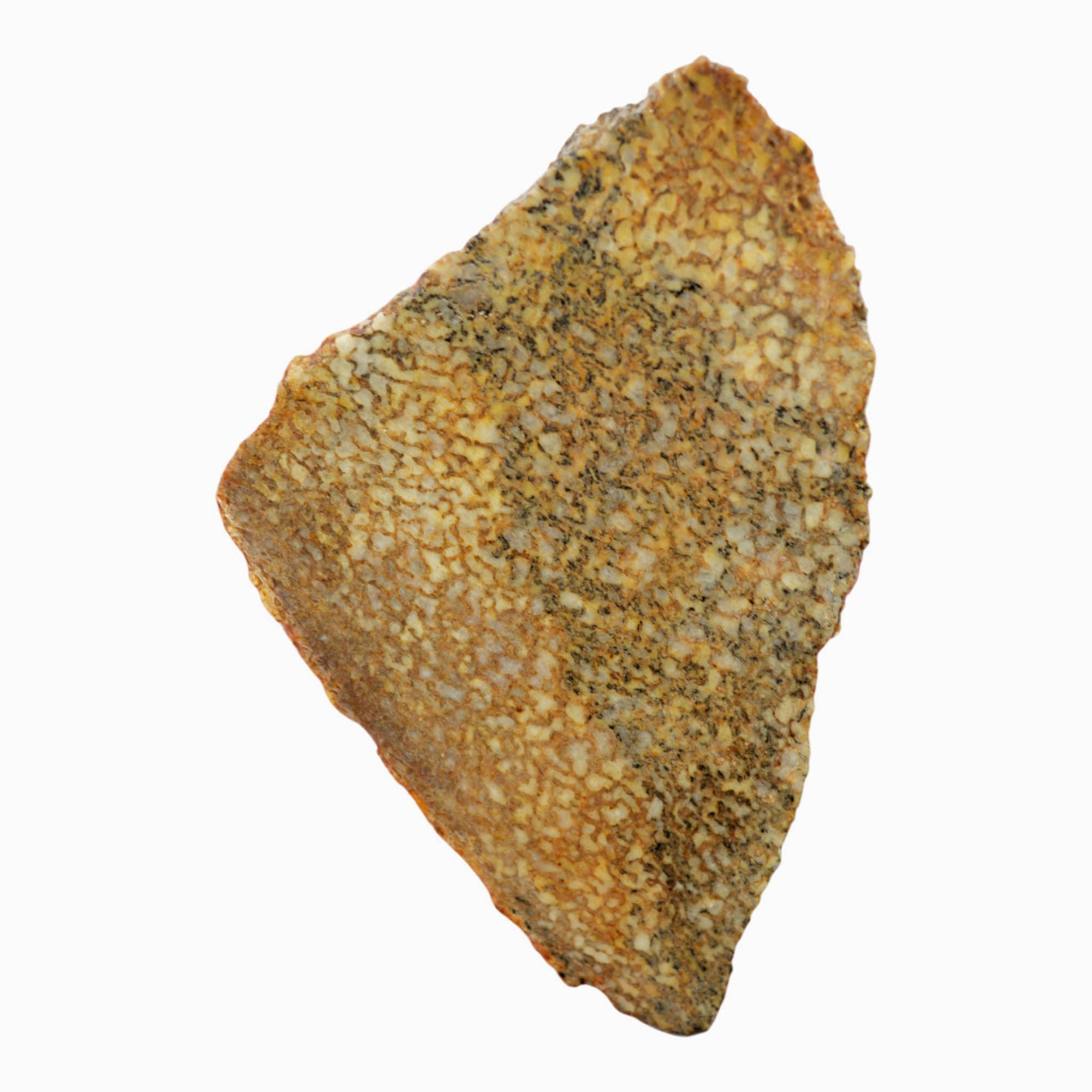 Gem Dinosaur Bone Slab - Well-Defined Cell Pattern Lighter Complexion #4016-3