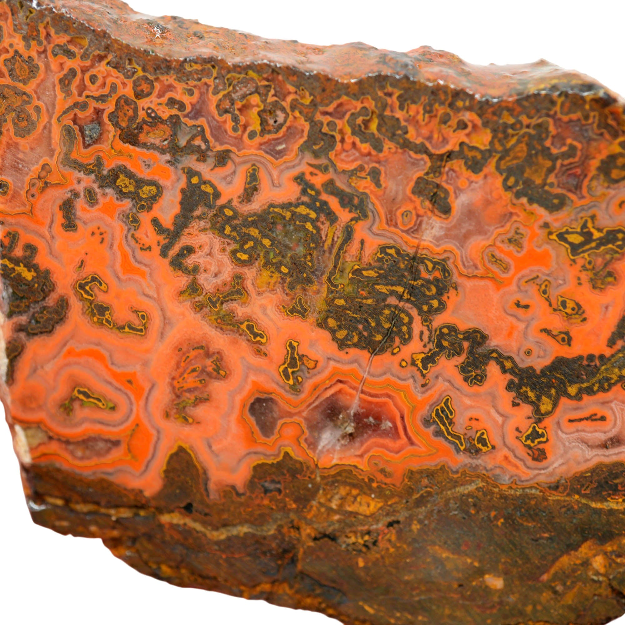 Yellow Jacket Jasper Slab - Red Lace Hematite Flowers Morocco #4019-2