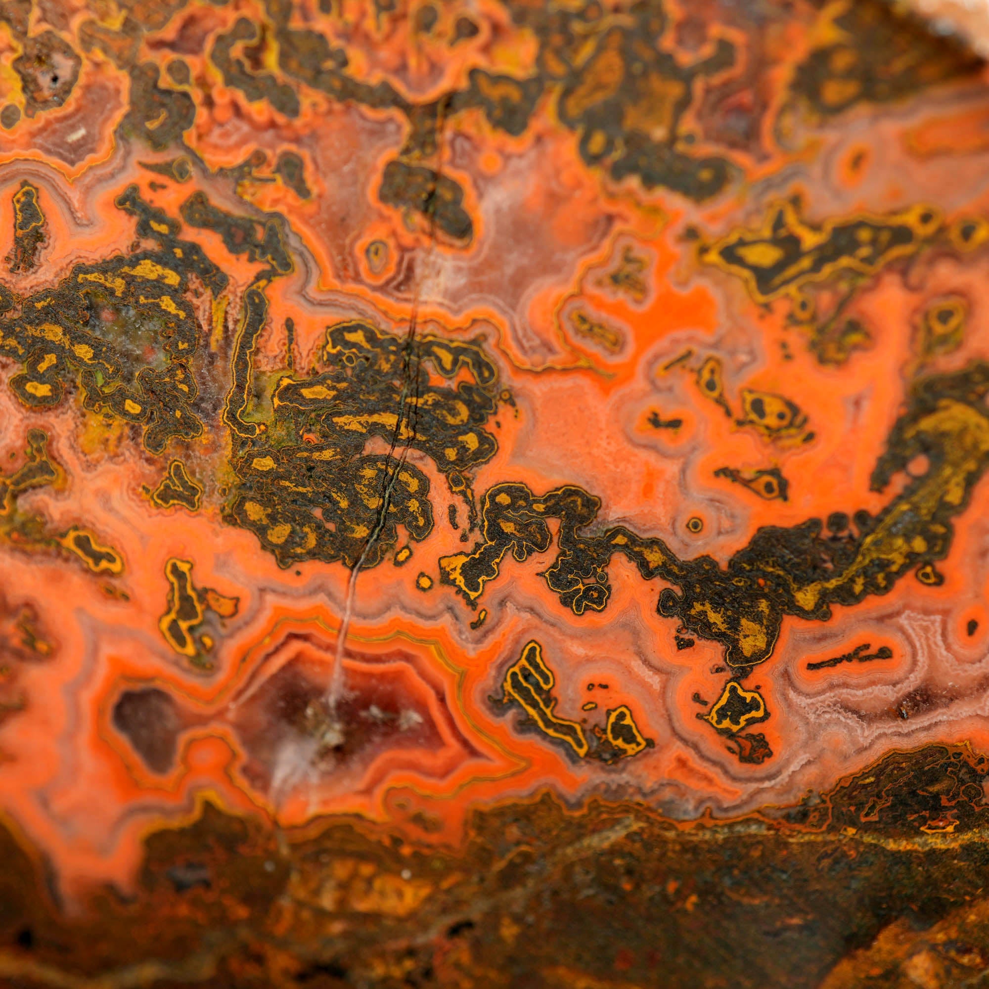 Yellow Jacket Jasper Slab - Red Lace Hematite Flowers Morocco #4019-3