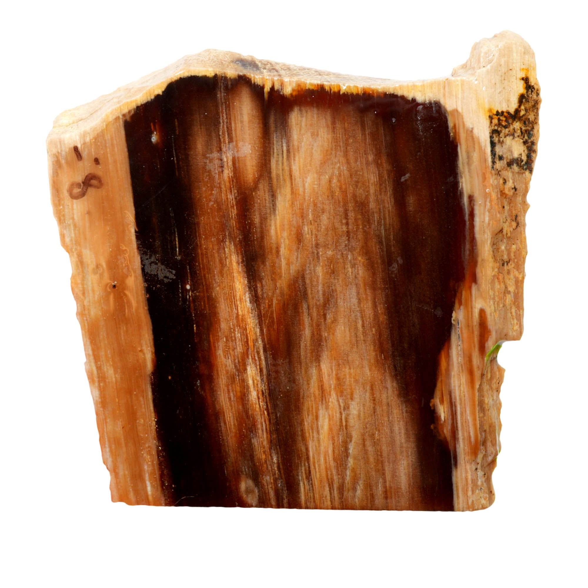 Mystery Petrified Wood Slab – Vintage Washington Collection Estate! #4020-3