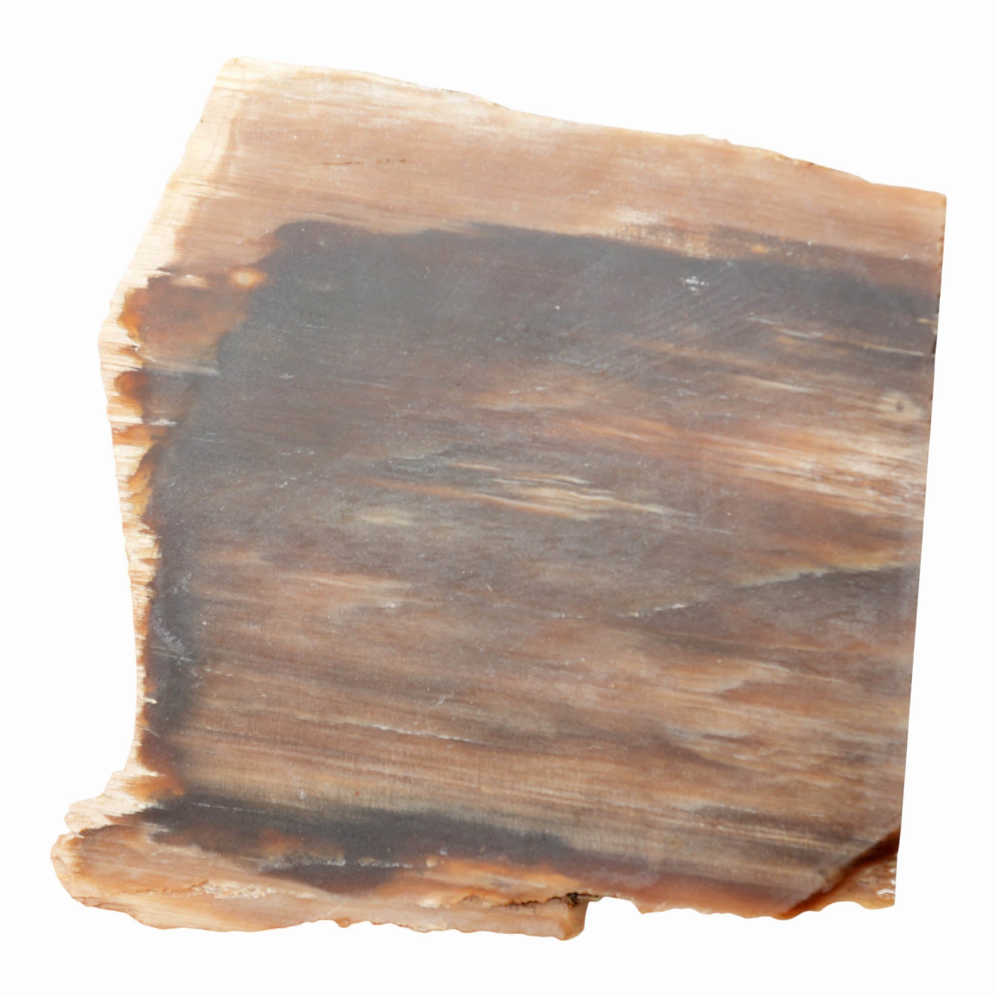 Mystery Petrified Wood Slab Dry – Vintage Washington Collection Estate! #4020-4