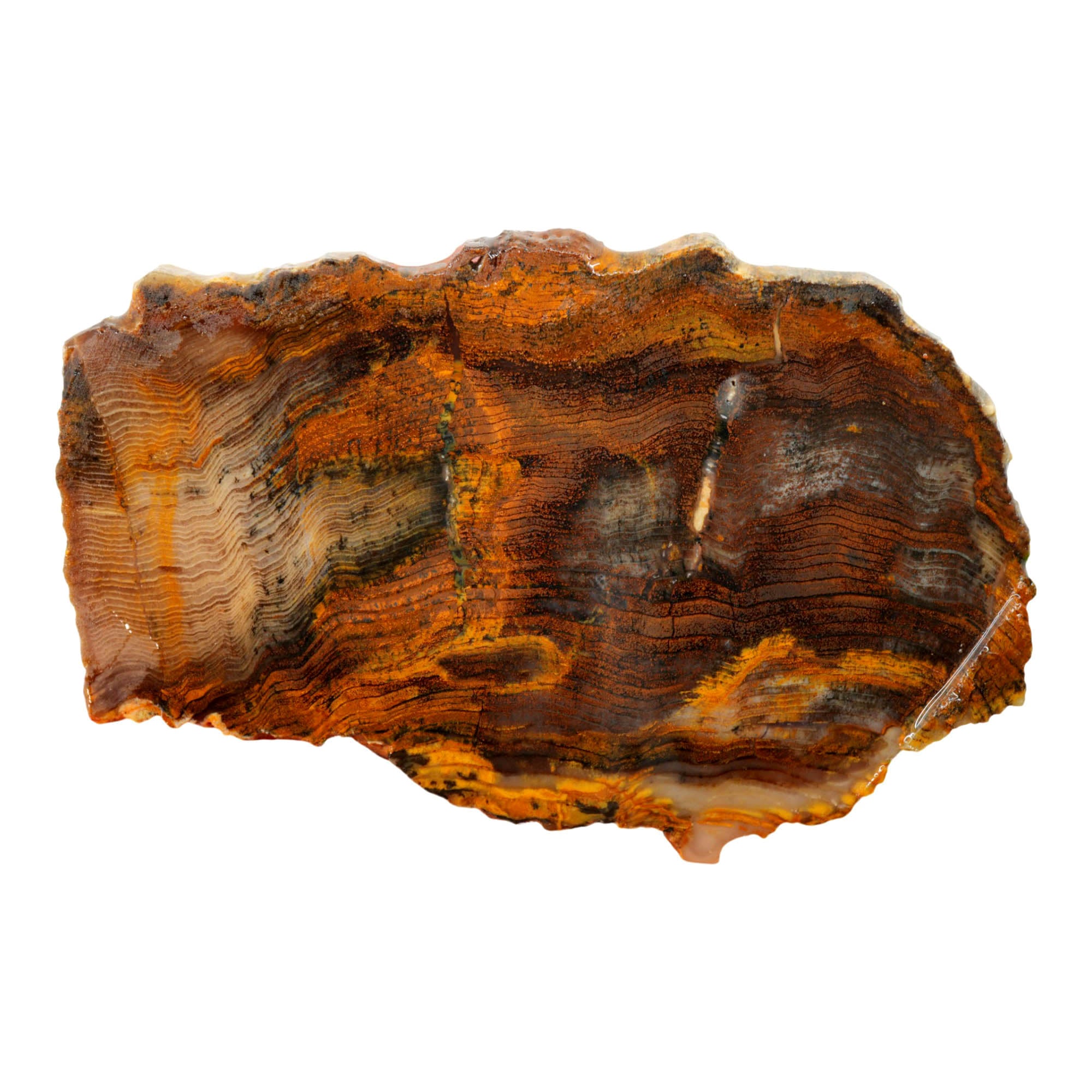 Mystery Petrified Wood Slab – Herringbone Pattern Hematite Mineralization #4021-Photo3