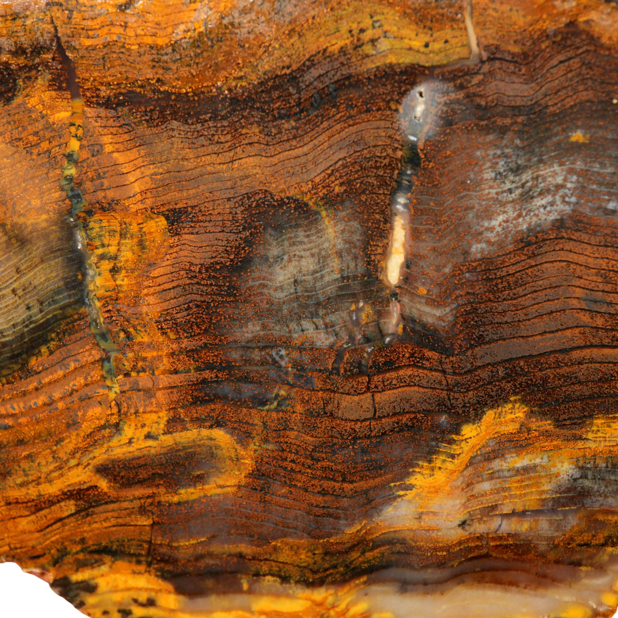 Mystery Petrified Wood Slab – Herringbone Pattern Hematite Mineralization #4021-Photo4