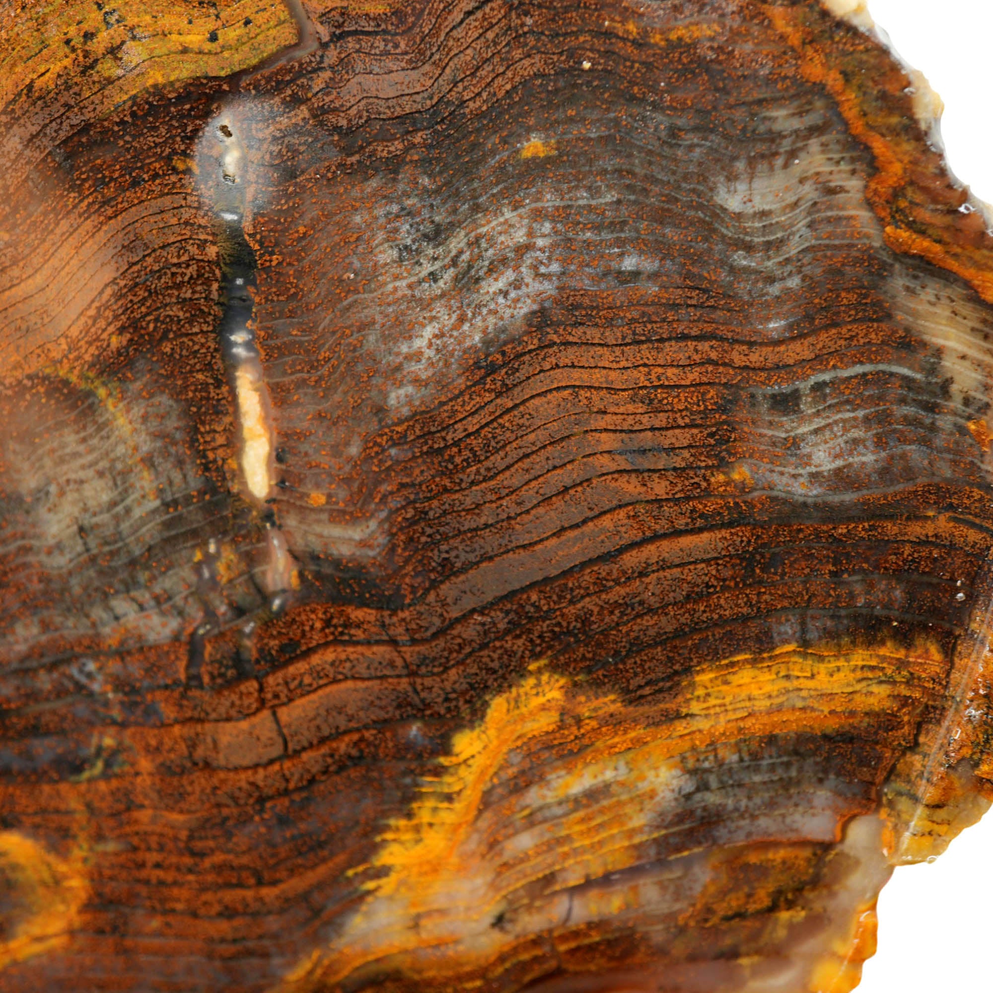 Mystery Petrified Wood Slab – Herringbone Pattern Hematite Mineralization #4021-Photo5