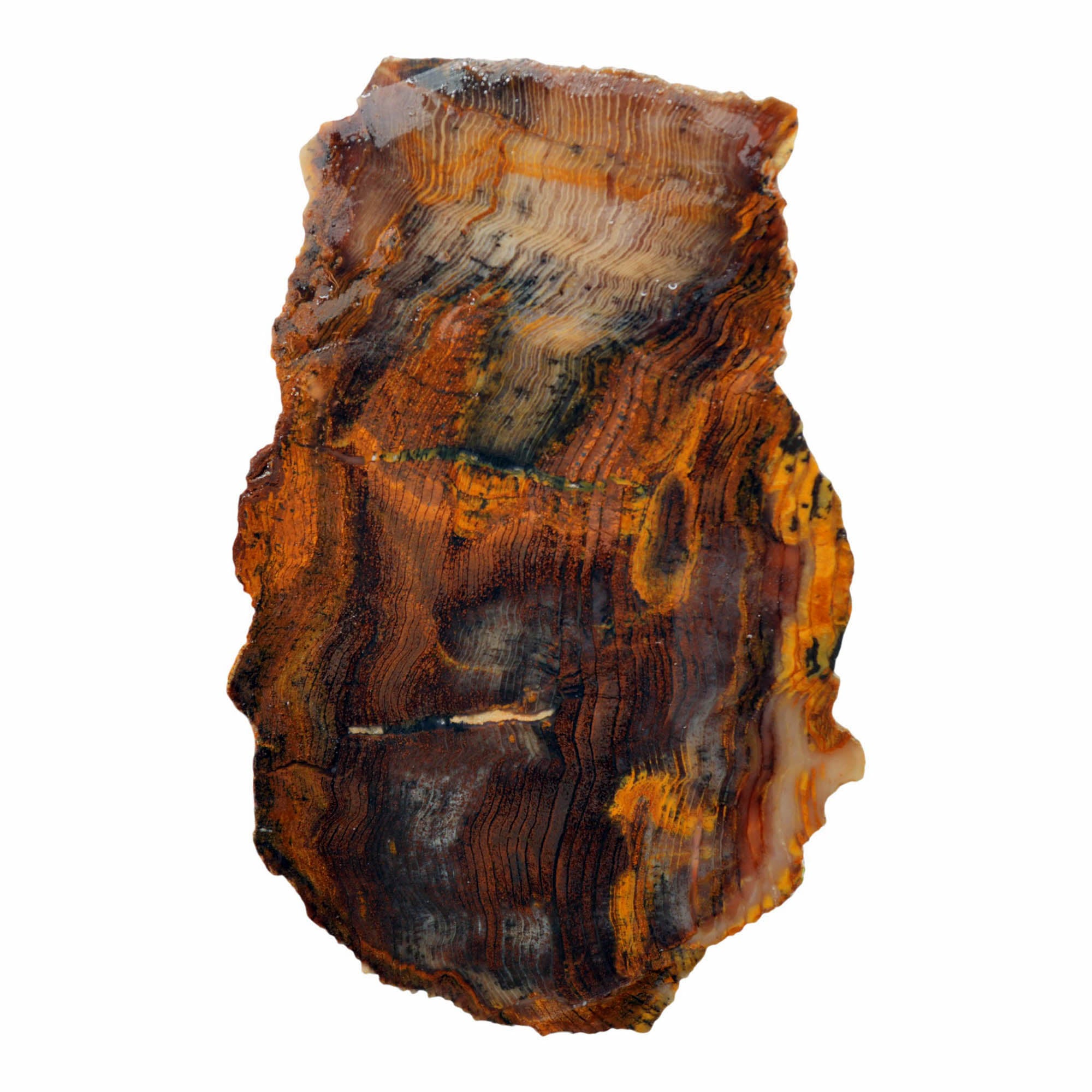 Mystery Petrified Wood Slab – Herringbone Pattern Hematite Mineralization #4021-Photo6