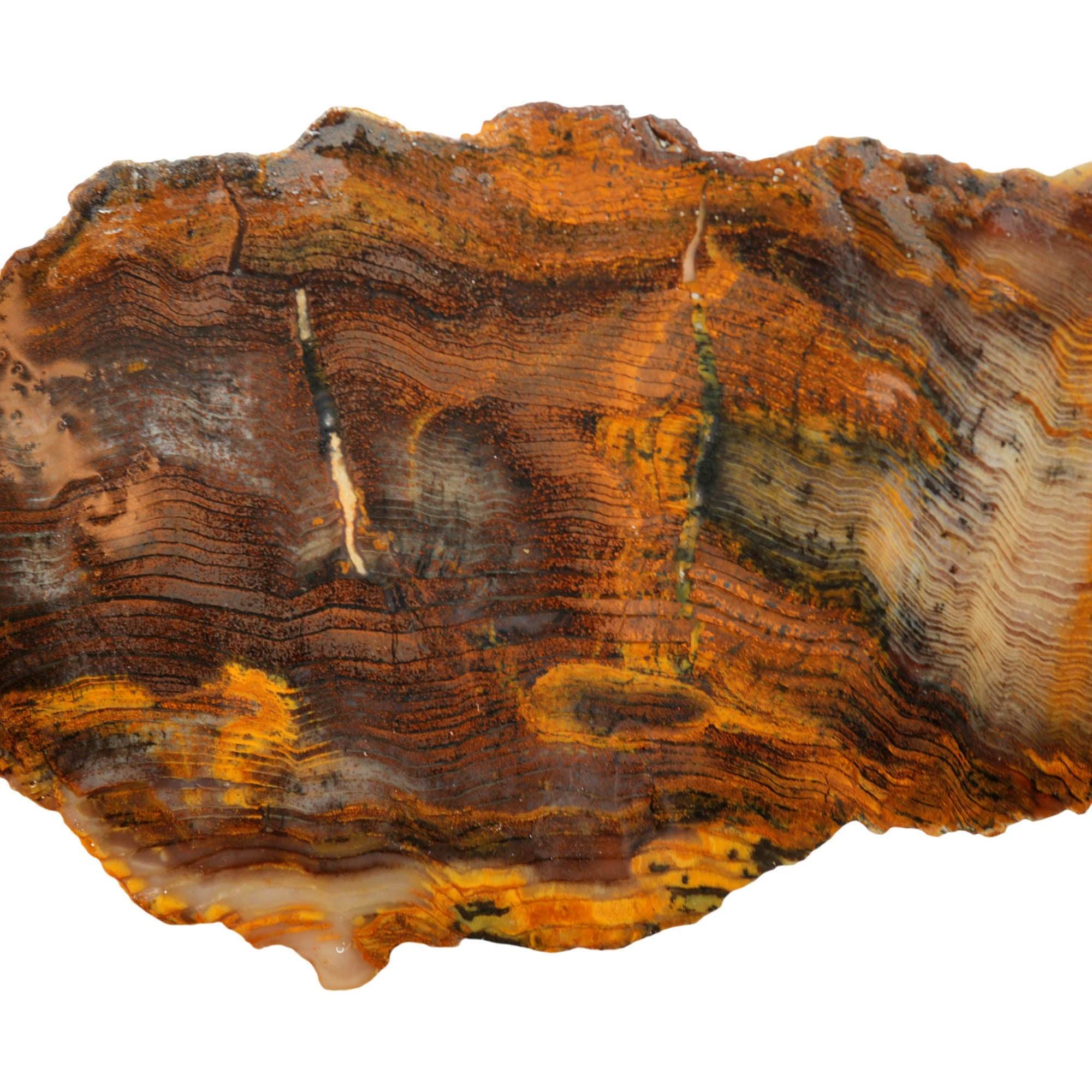 Mystery Petrified Wood Slab – Herringbone Pattern Hematite Mineralization #4021-Photo7