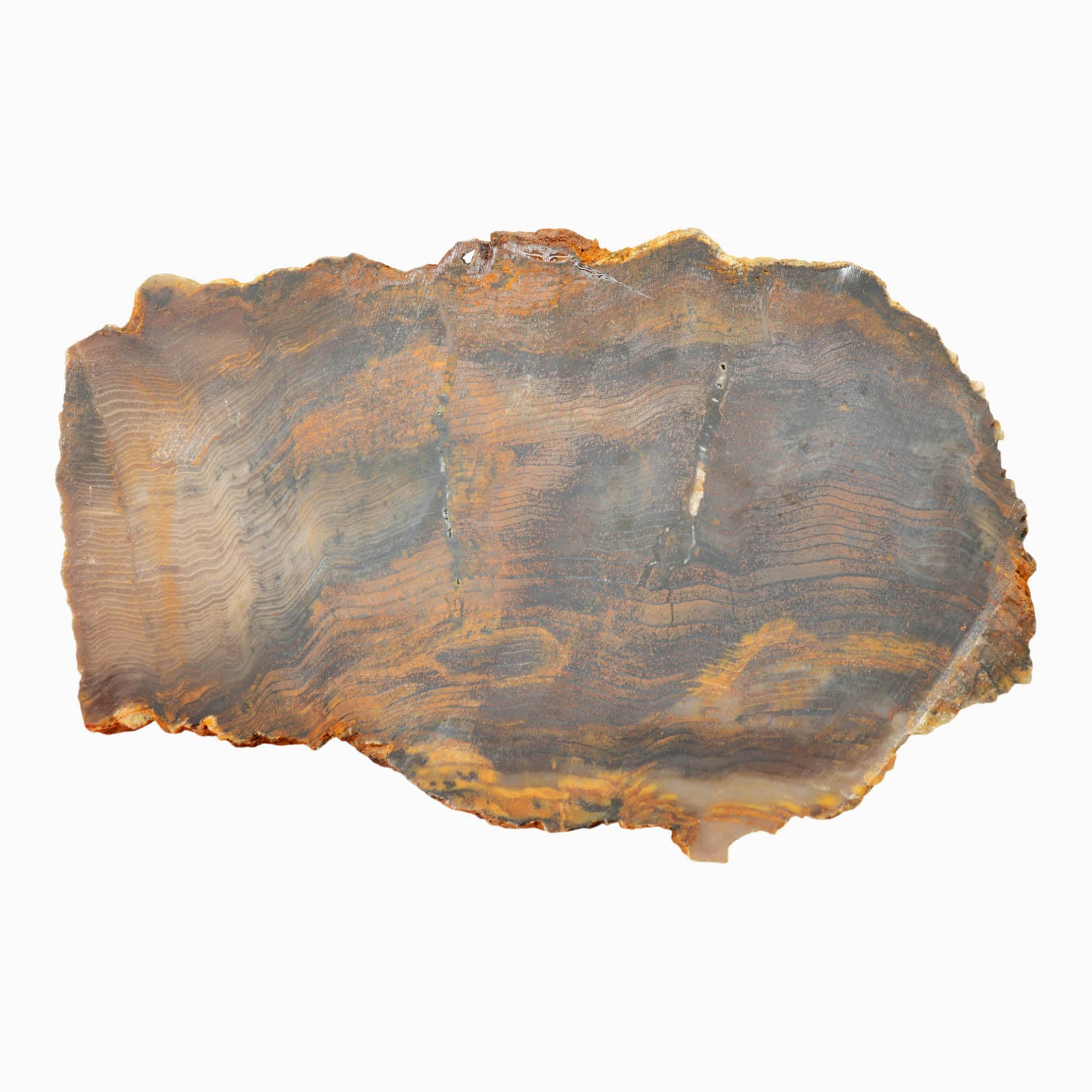 Mystery Petrified Wood Slab Dry – Herringbone Pattern Hematite Mineralization #4021-Photo8