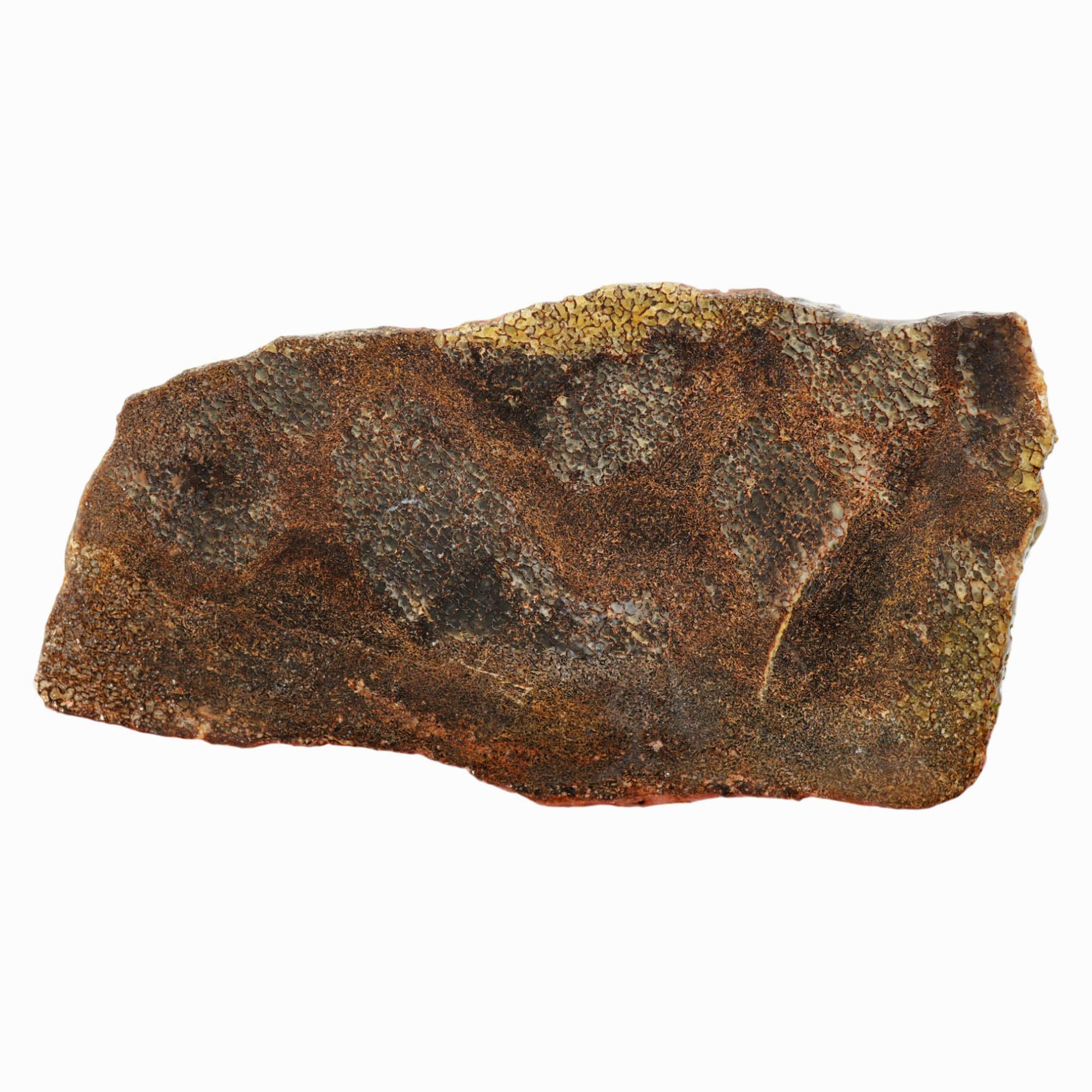 Gem Dinosaur Bone Slab - Dark Broken Shell Pattern