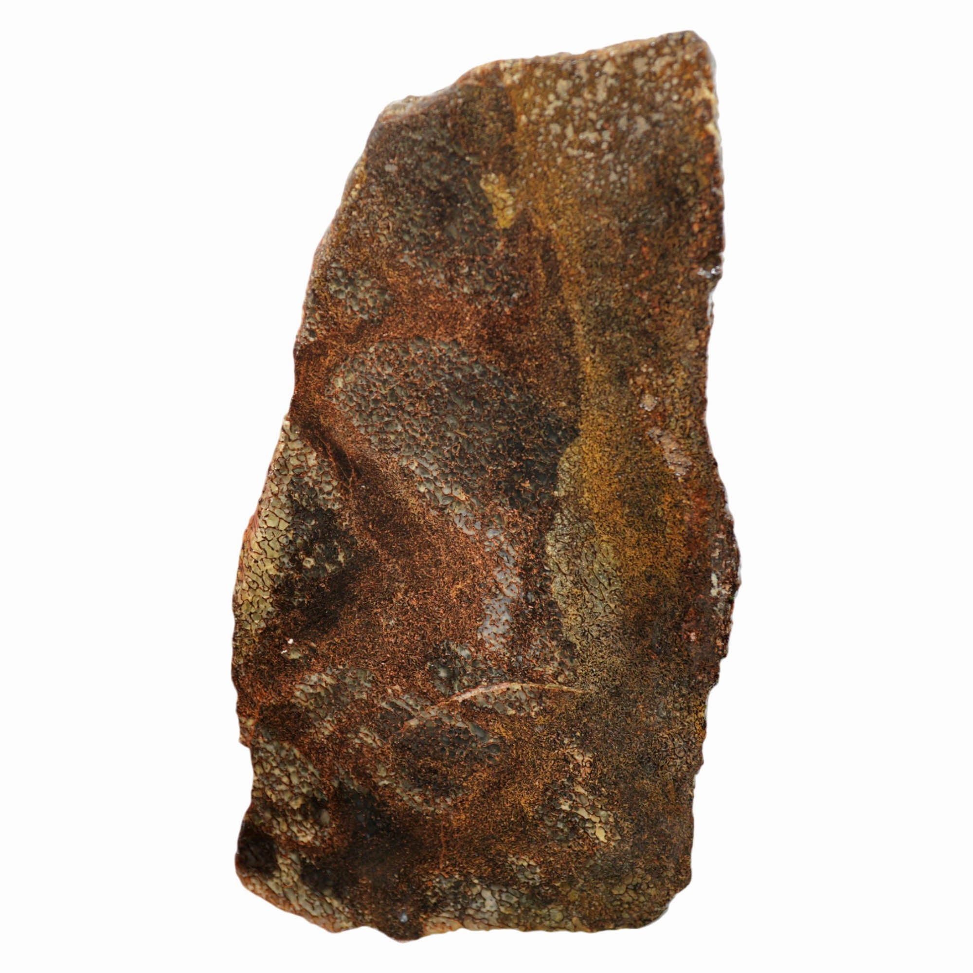 Gem Dinosaur Bone Slab - Dark Broken Shell Cell Pattern #4023-2