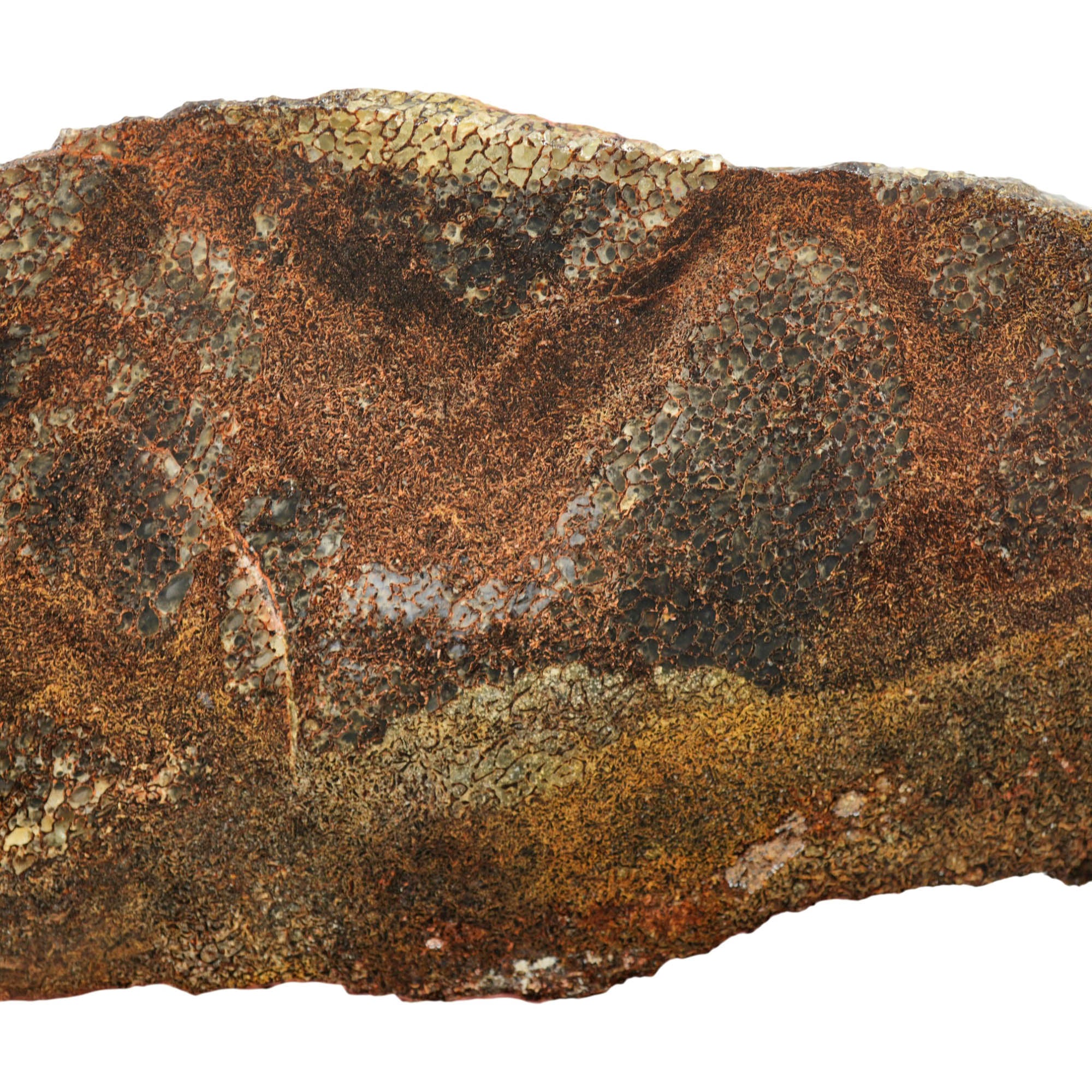 Gem Dinosaur Bone Slab - Dark Broken Shell Cell Pattern #4023-3
