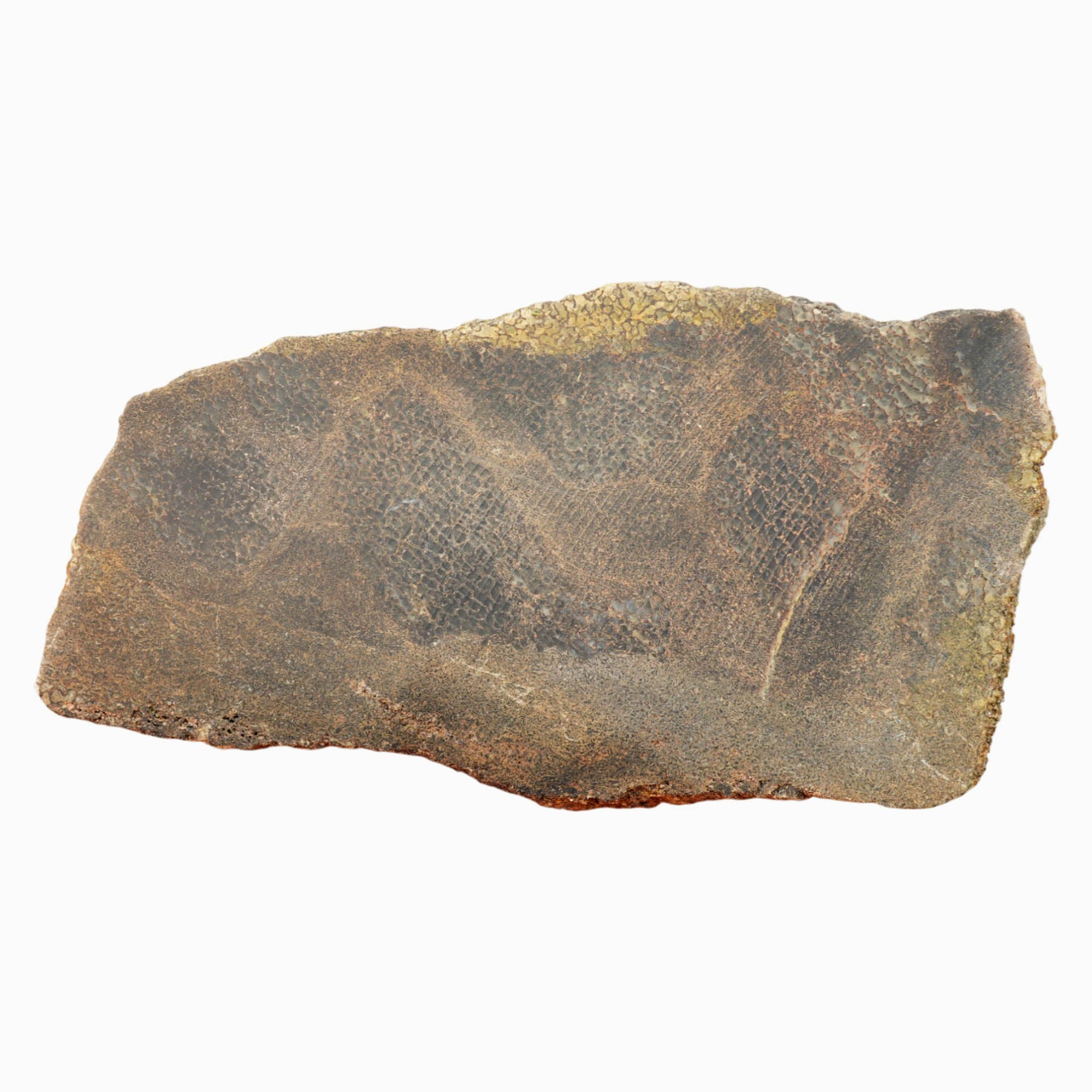 Gem Dinosaur Bone Slab - Dark Broken Shell Cell Pattern Dry #4023-4