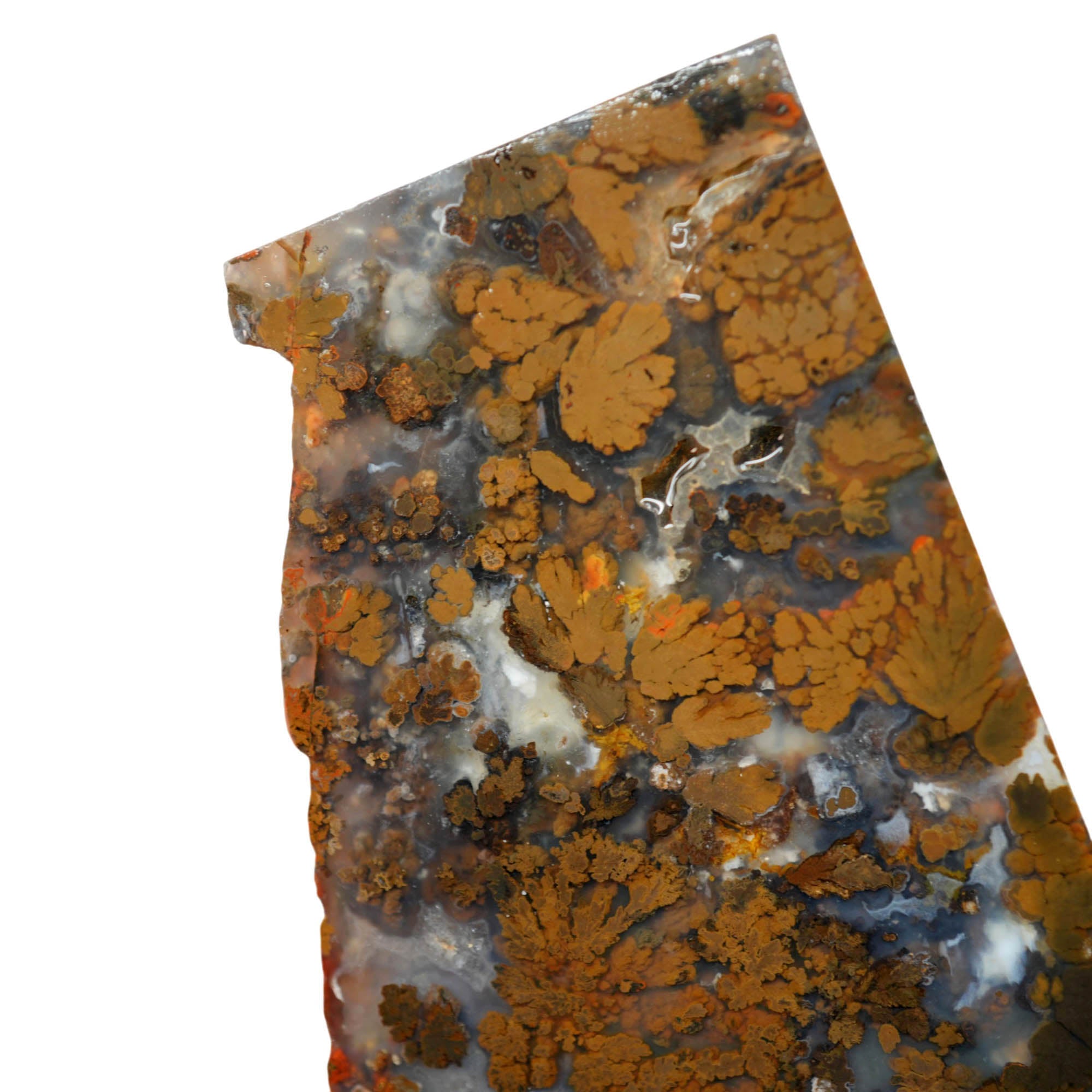 Powell Butte Plume Agate Slab – Black White Plume Blue Matrix #4025-3