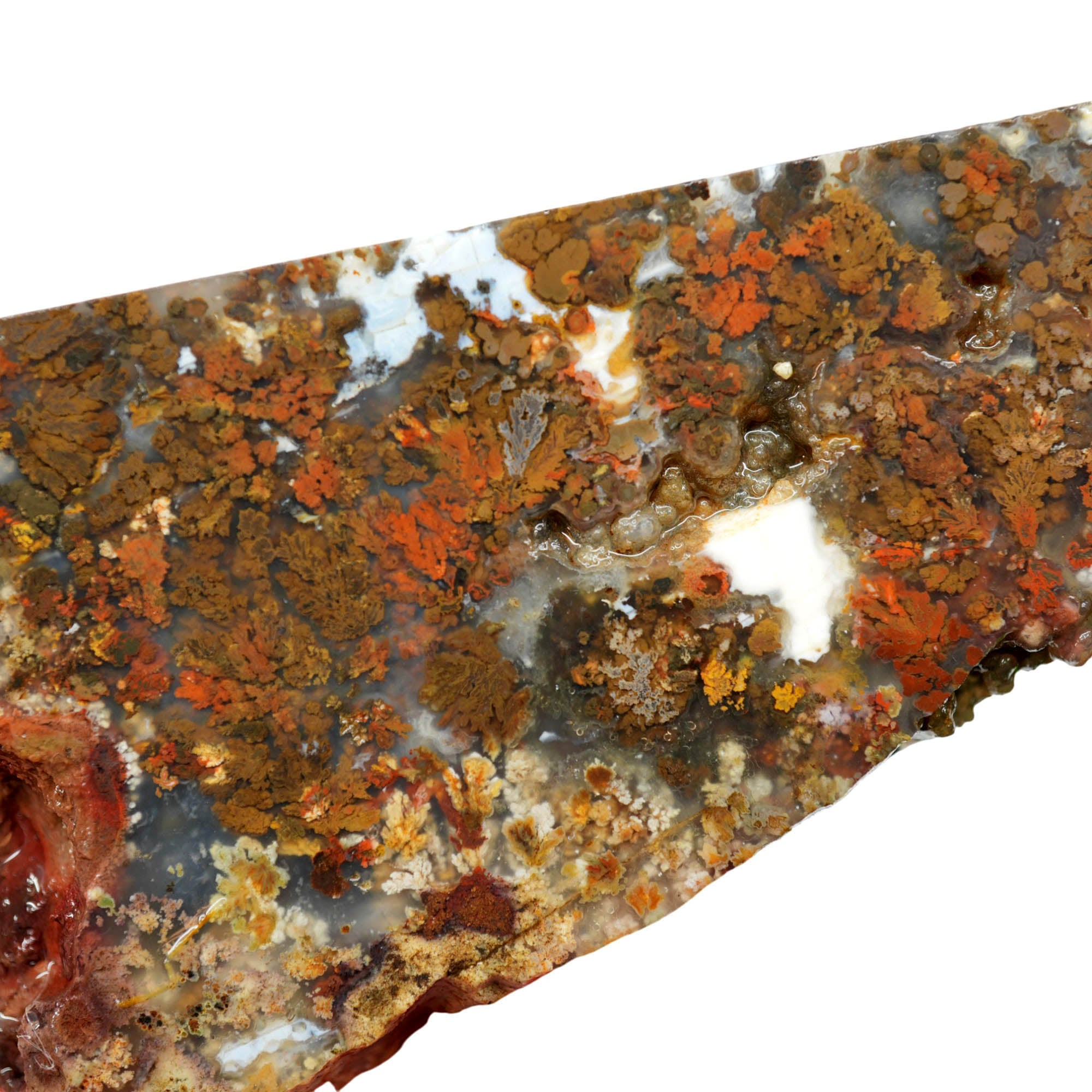 Powell Butte Plume Agate Slab – Black White Plume Blue Matrix #4025-5