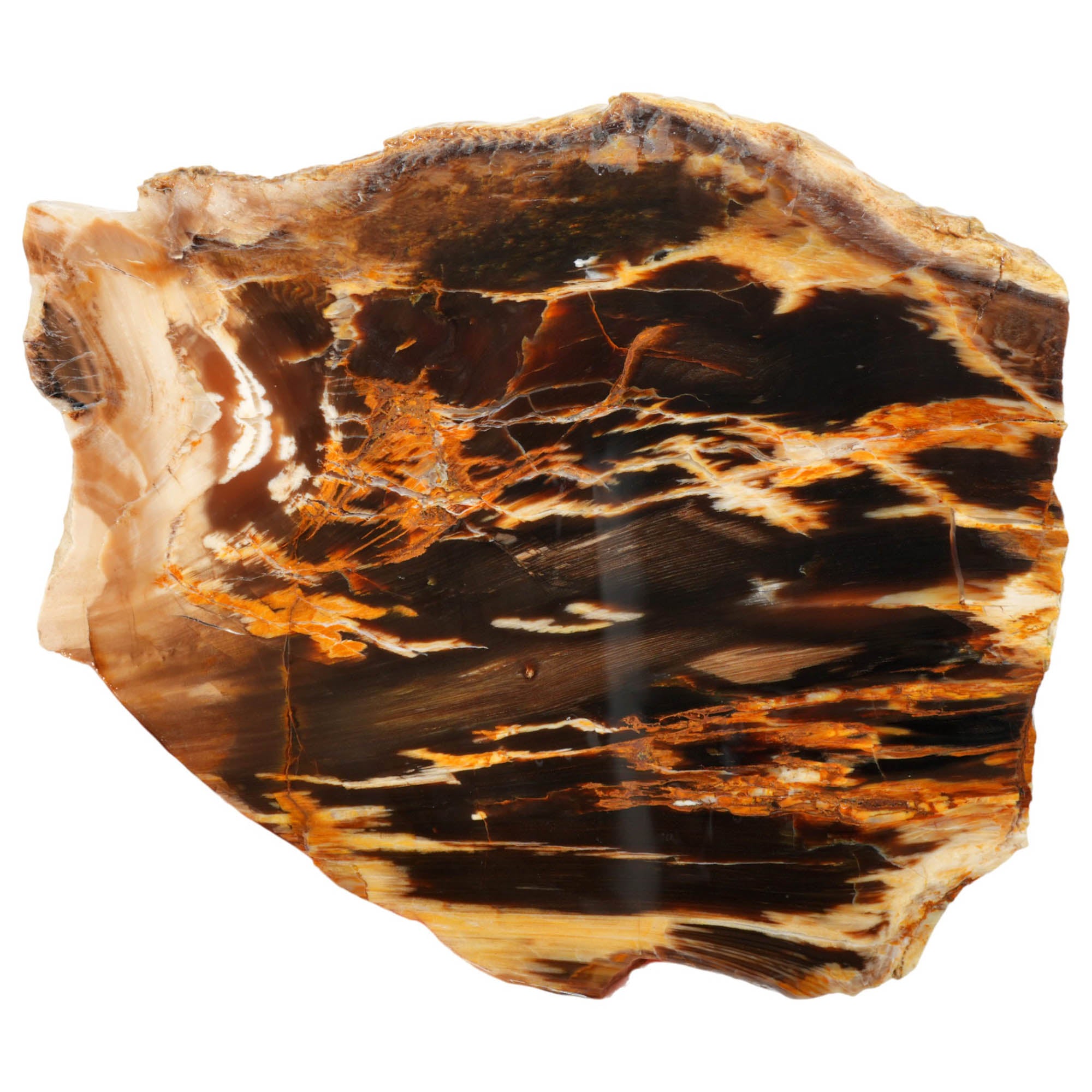 Badger Pocket Petrified Wood Slab - Bright Colors with Agate Strikes