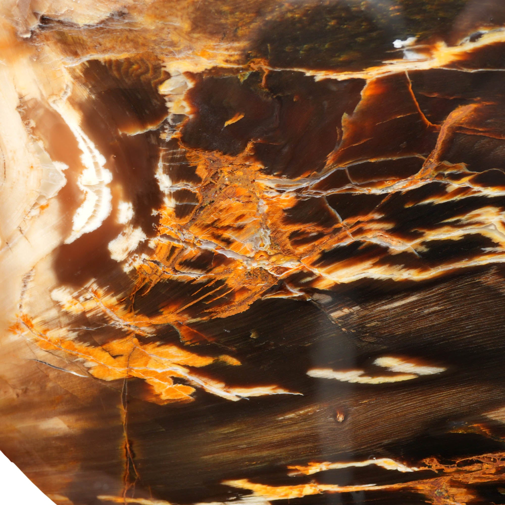 Badger Pocket Petrified Wood Slab – Bright Colors Agate Strikes! #4026-3