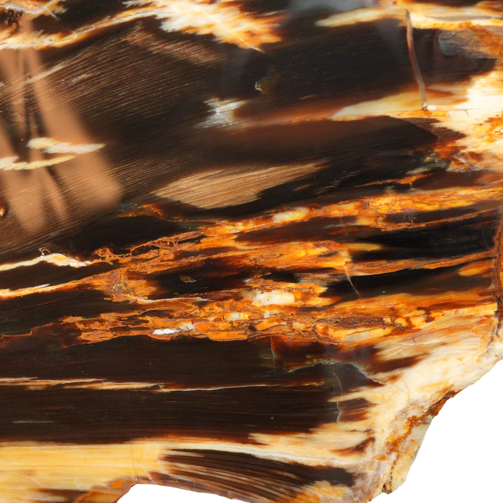 Badger Pocket Petrified Wood Slab – Bright Colors Agate Strikes! #4026-4