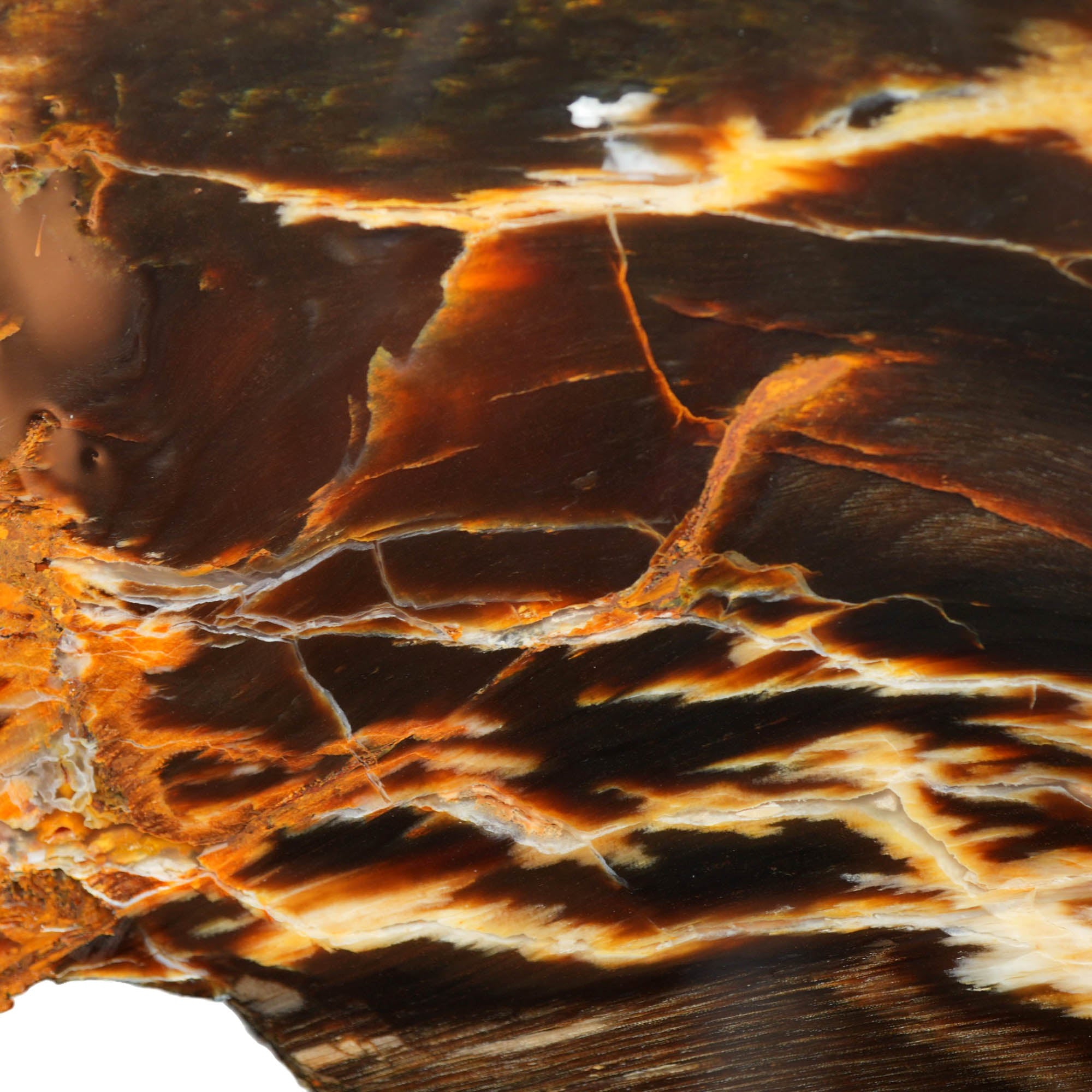 Badger Pocket Petrified Wood Slab – Bright Colors Agate Strikes! #4026-5