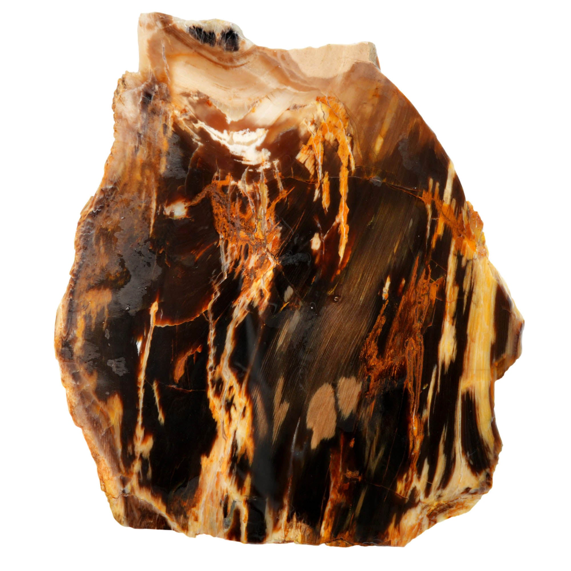 Badger Pocket Petrified Wood Slab – Bright Colors Agate Strikes! #4026-6