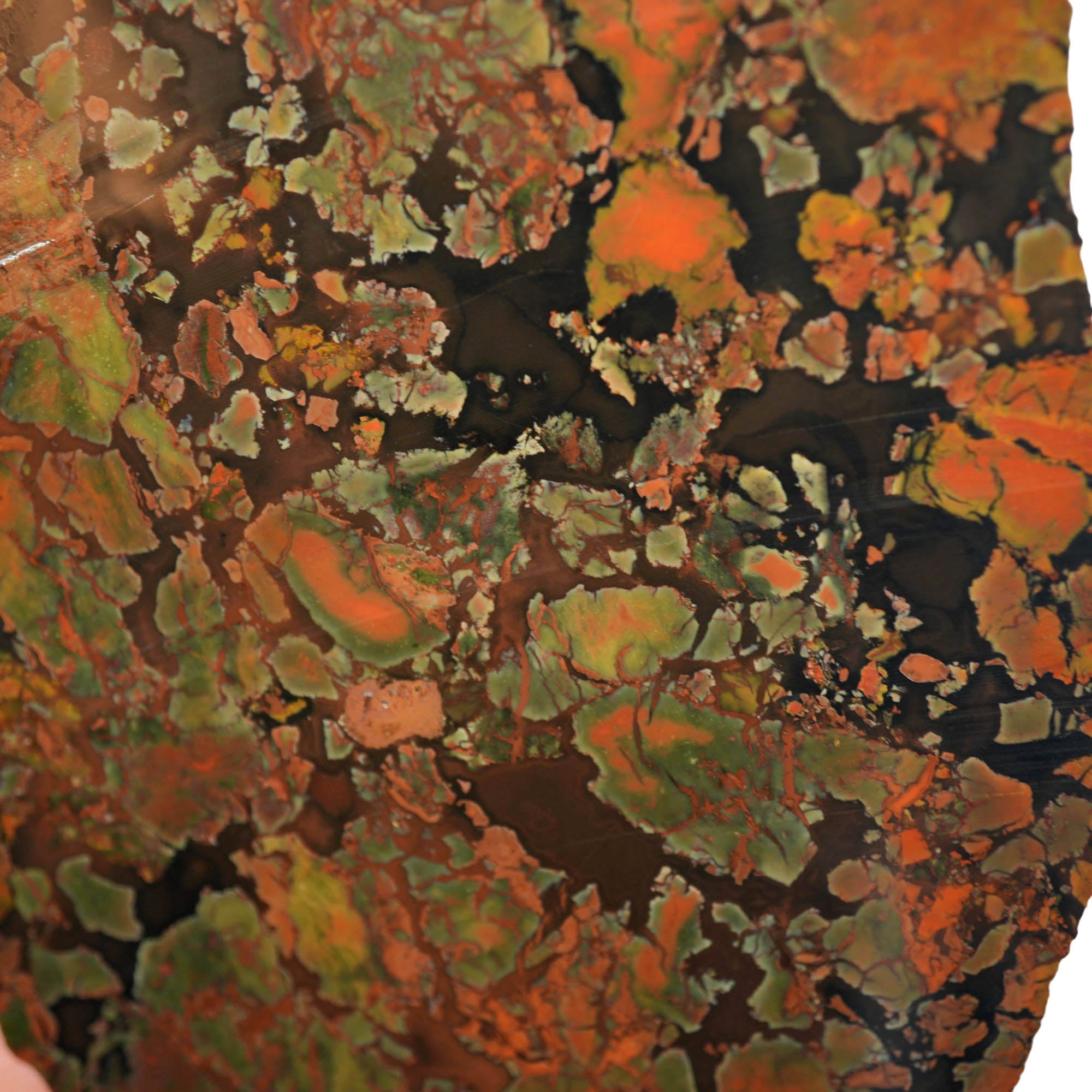 Whiskey Creek Jasper Slab - Brecciated Dark Coffee Pattern Idaho