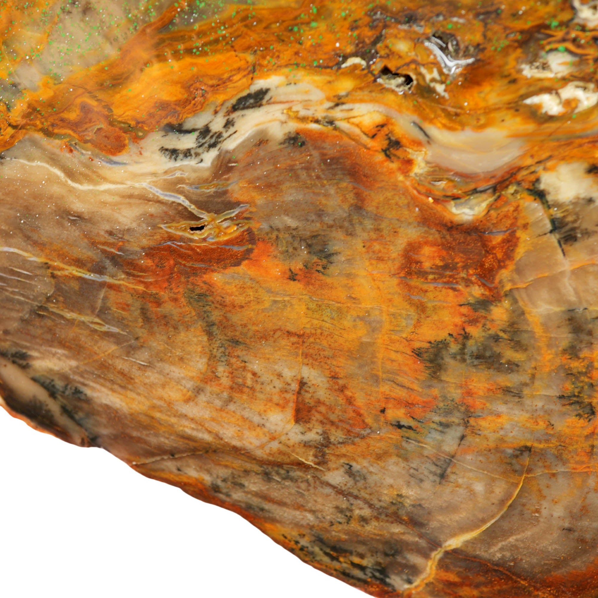 Petrified Wood Slab - Saddle Mountain Washington Old Stock