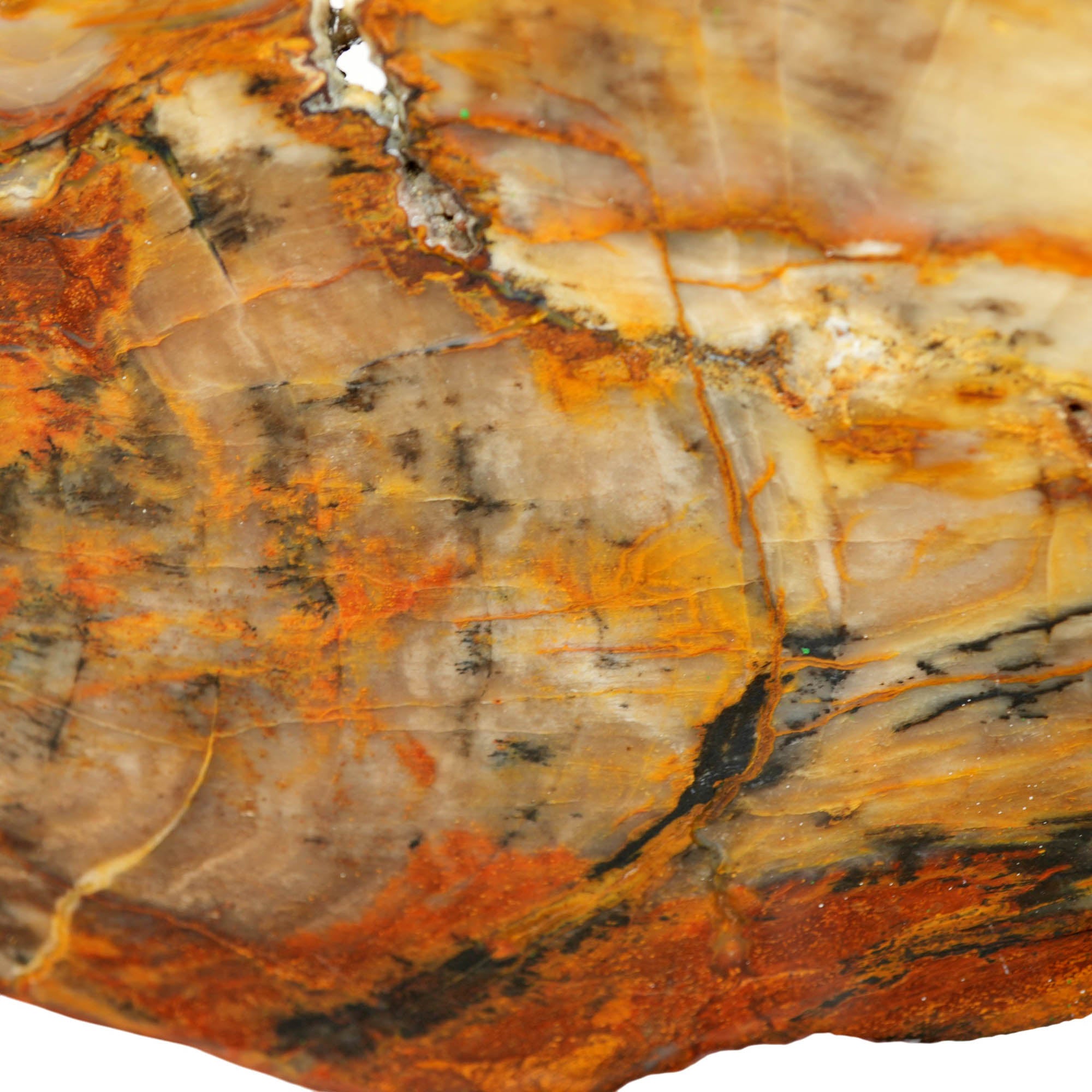 Petrified Wood Slab - Saddle Mountain Washington Old Stock