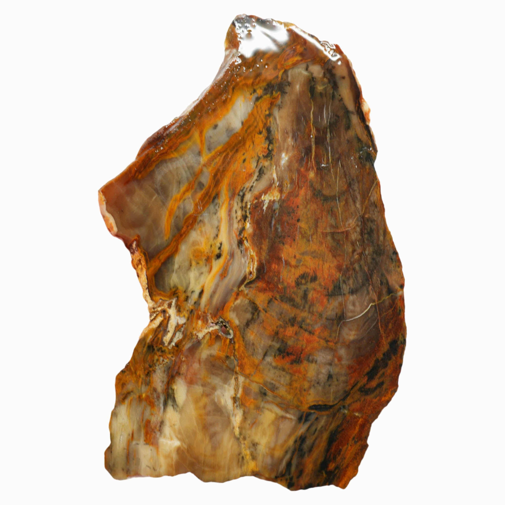 Petrified Wood Slab - Saddle Mountain Washington Old Stock