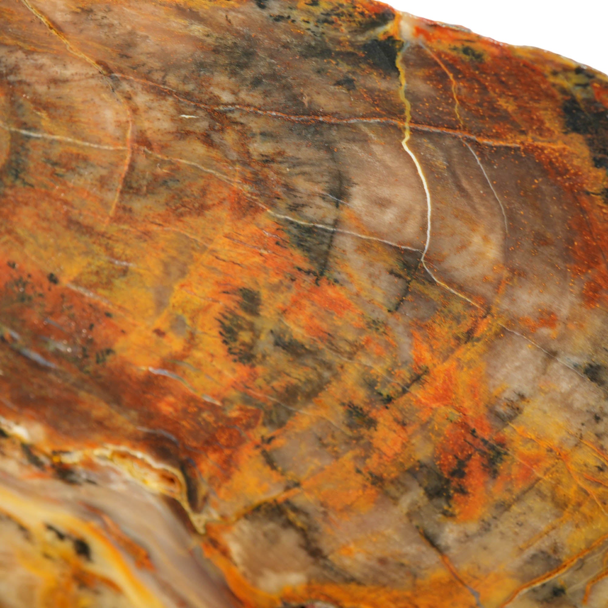 Petrified Wood Slab - Saddle Mountain Washington Old Stock