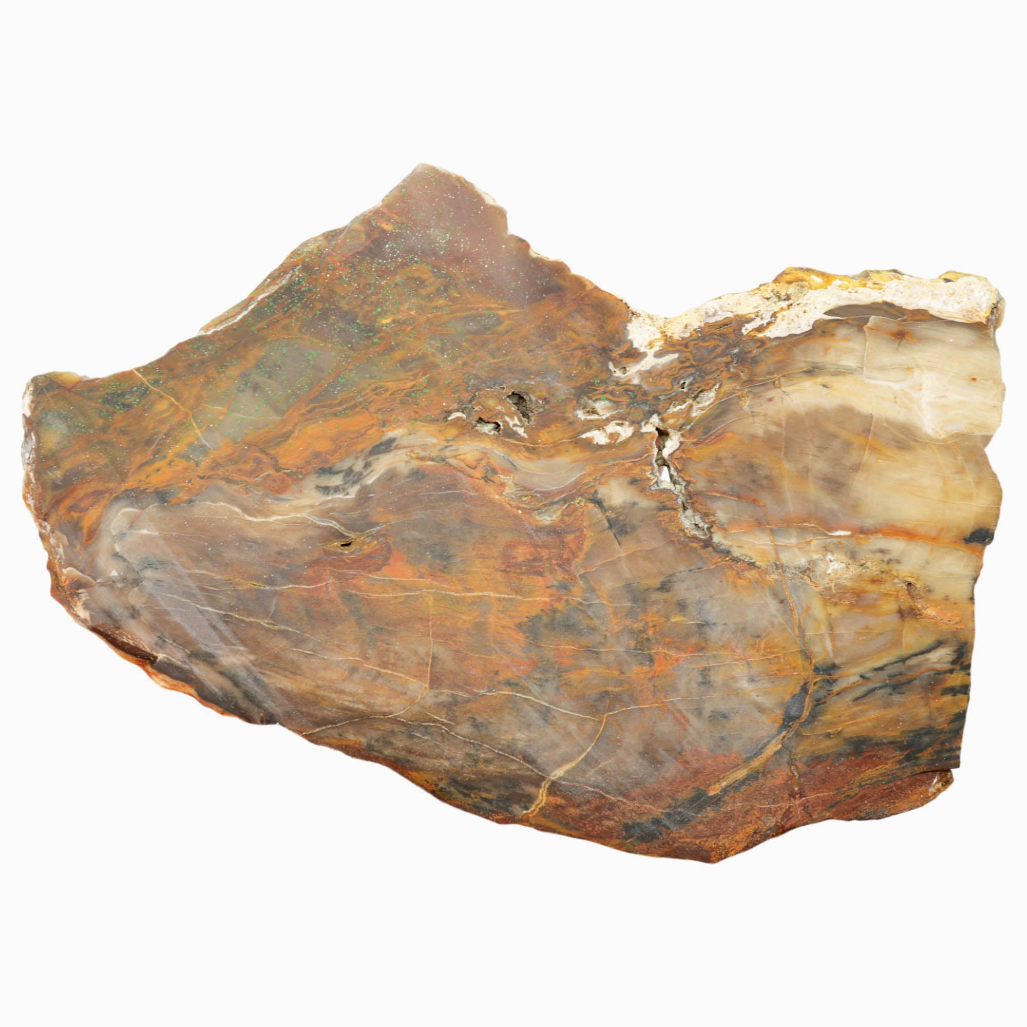 Petrified Wood Slab - Saddle Mountain Washington Old Stock