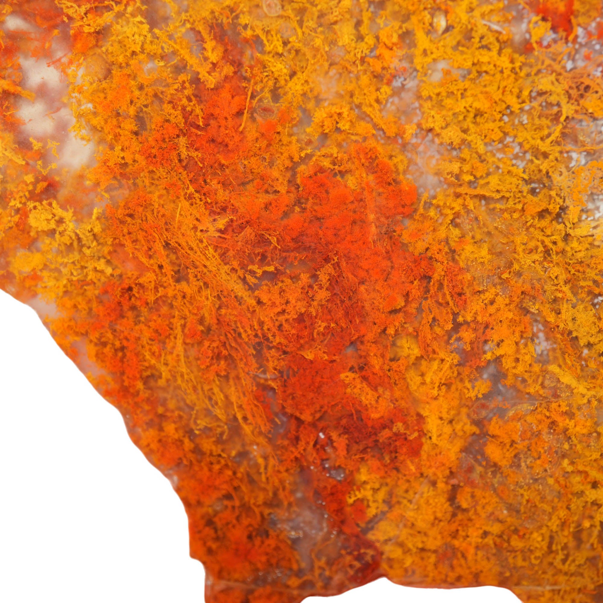 Powell Butte Plume Agate Slab - Vivid Green Gold Moss Old Stock