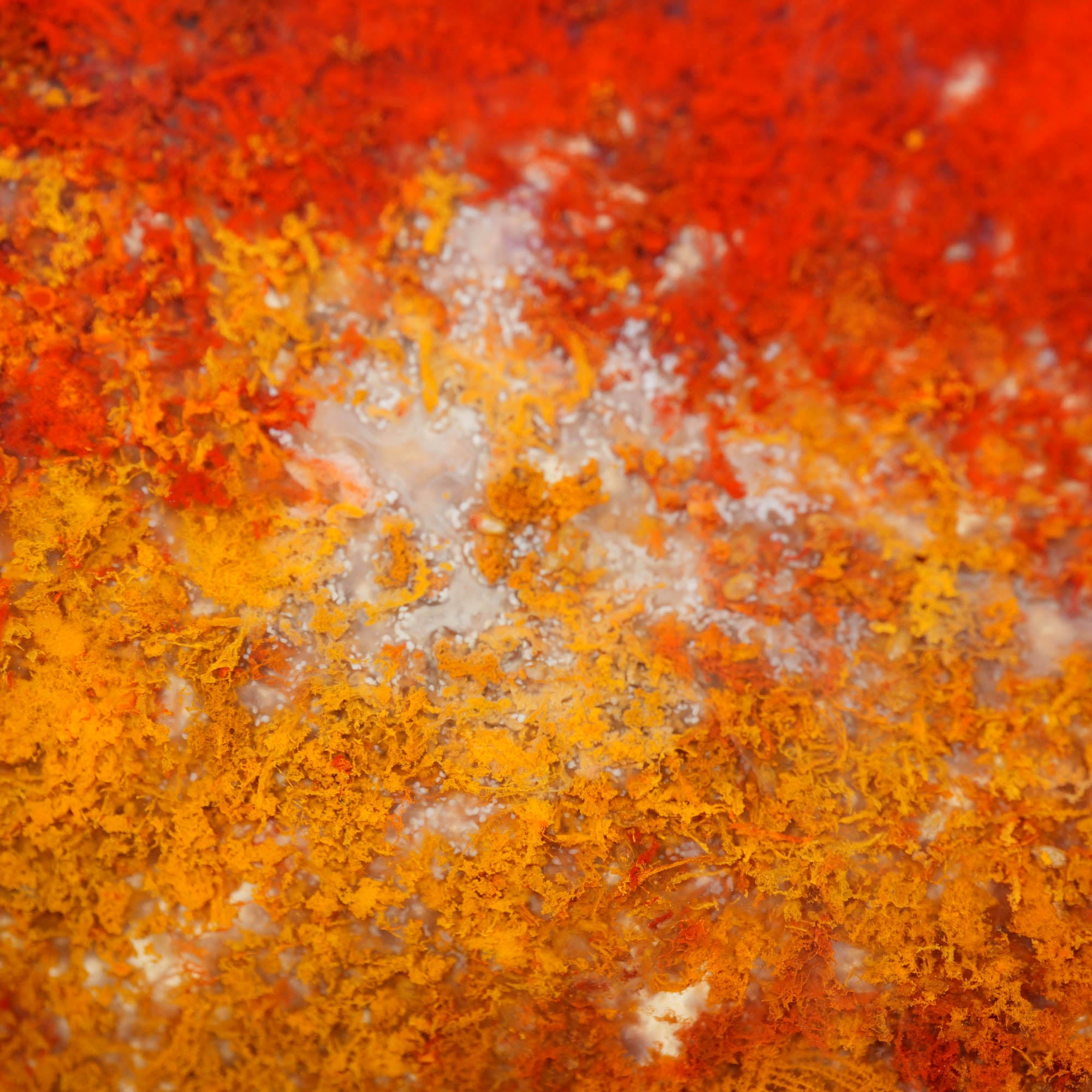 Powell Butte Plume Agate Slab - Vivid Green Gold Moss Old Stock