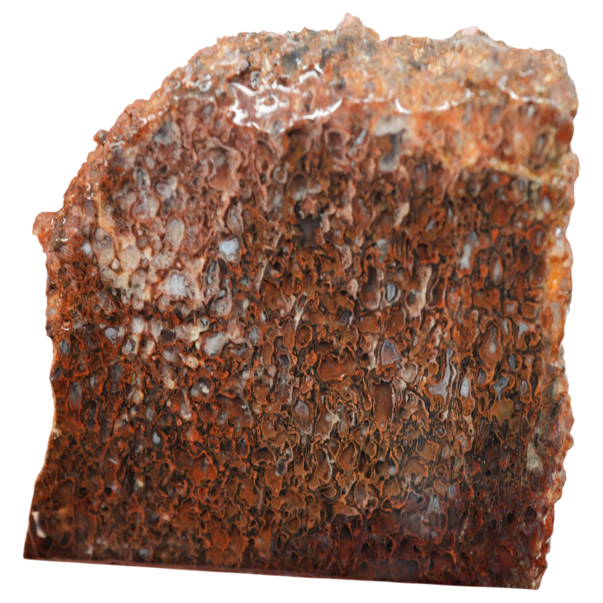 Gem Dinosaur Bone Slab - Great Cell Pattern One-Cab Old Stock
