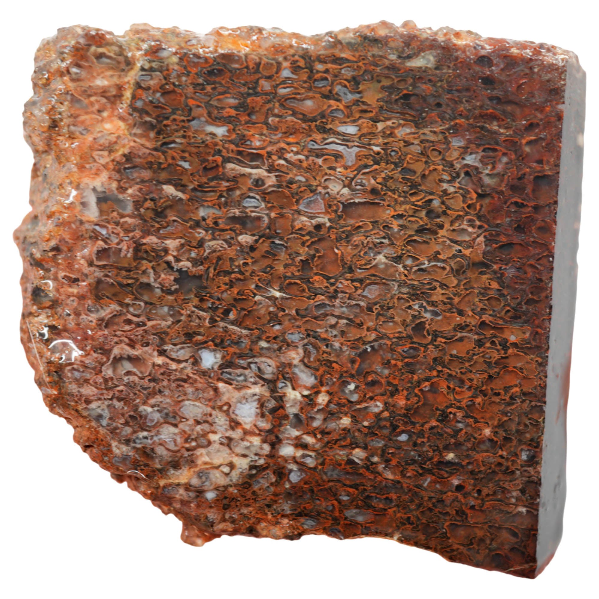 Gem Dinosaur Bone Slab - Great Cell Pattern One-Cab Old Stock