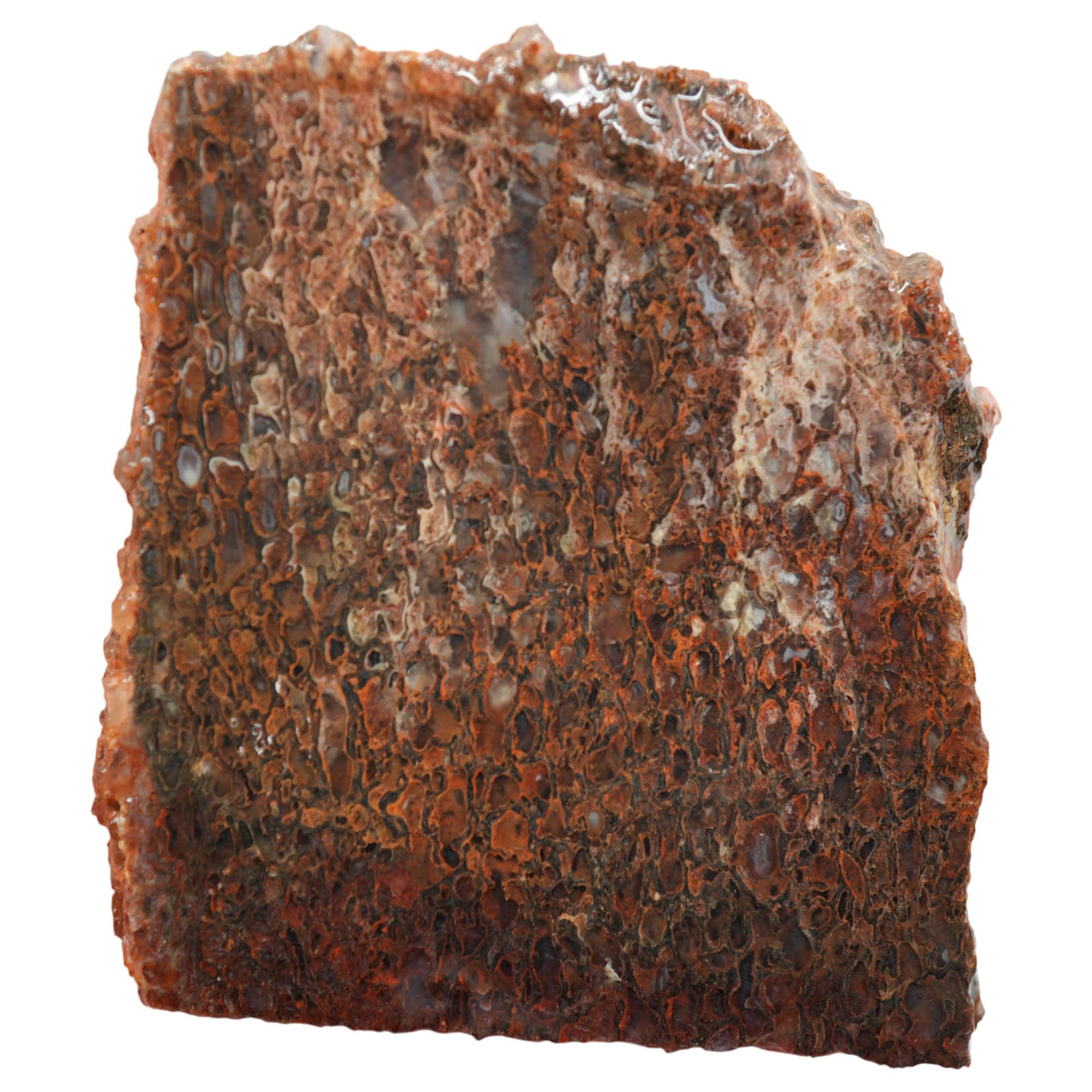 Gem Dinosaur Bone Slab - Great Cell Pattern One-Cab Old Stock