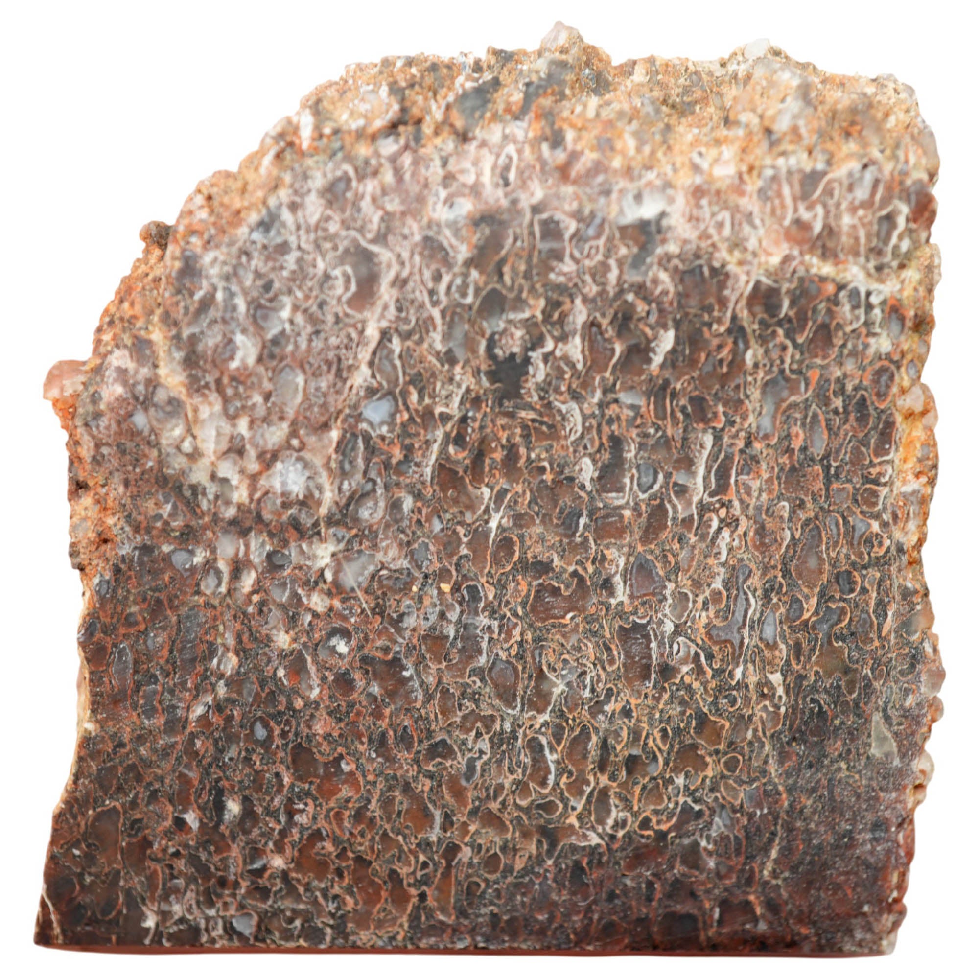 Gem Dinosaur Bone Slab - Great Cell Pattern One-Cab Old Stock